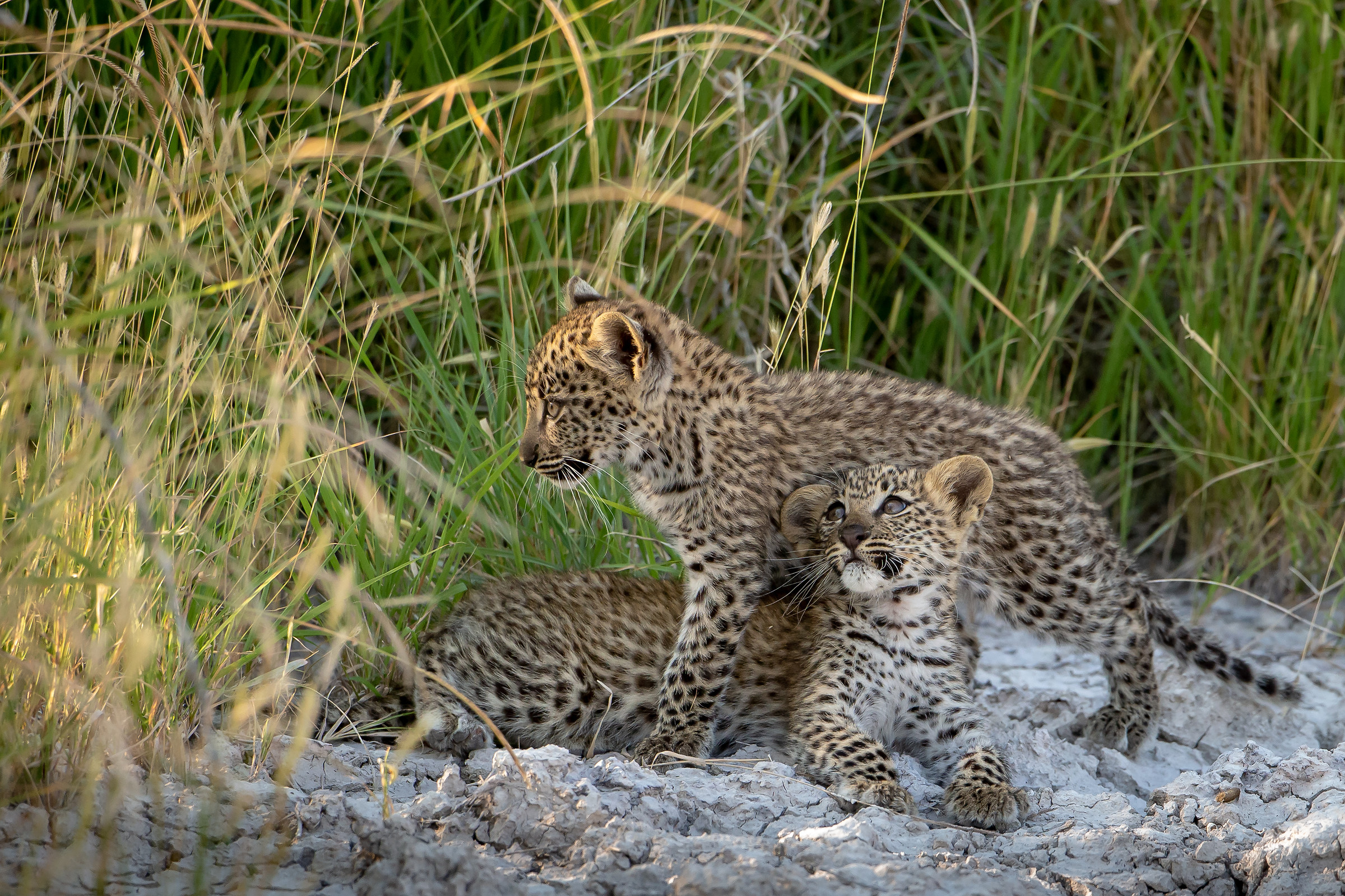 Rare Pearls in Etosha 2