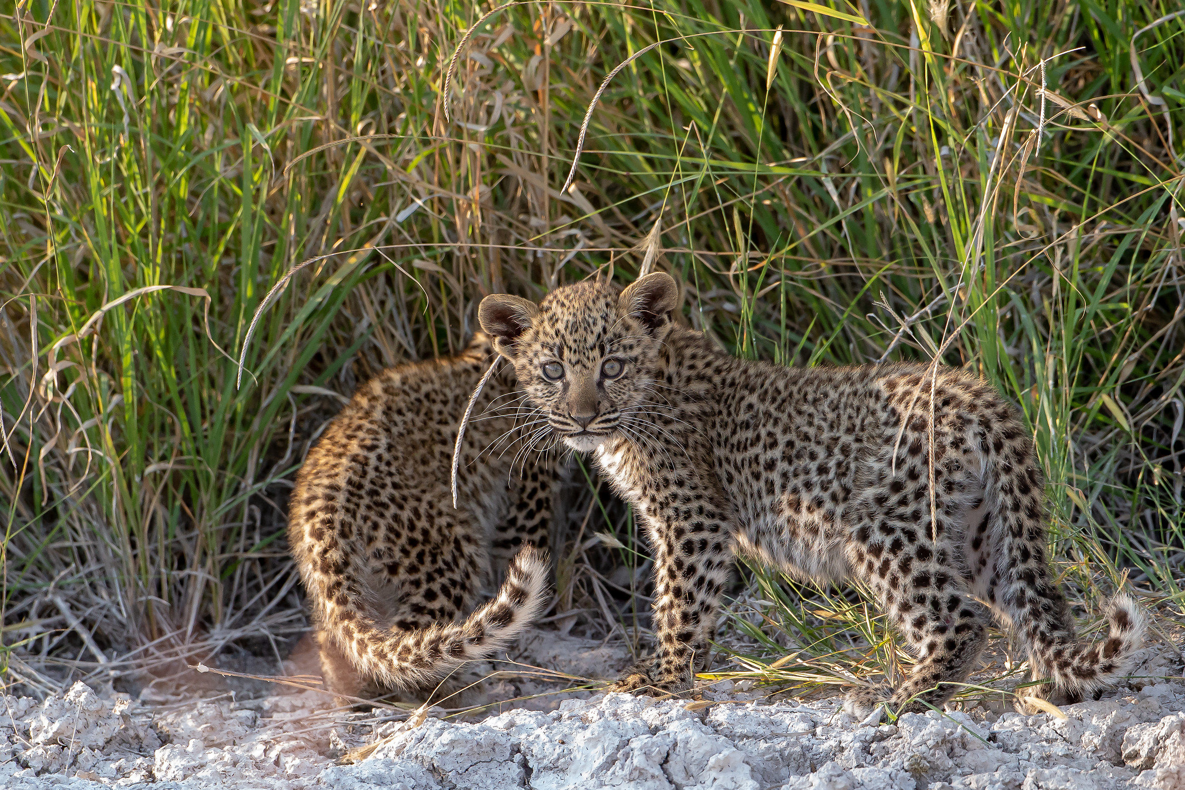 Rare Pearls in Etosha 3