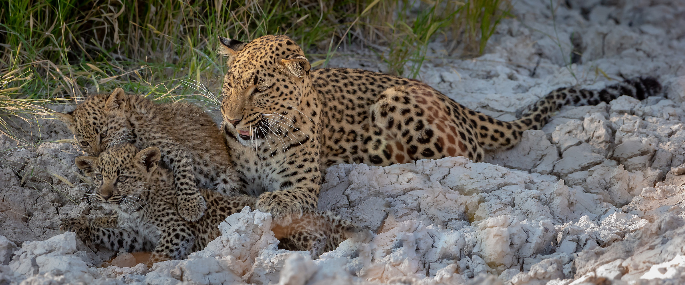 Baby e Mamma Leopardo in Etosha