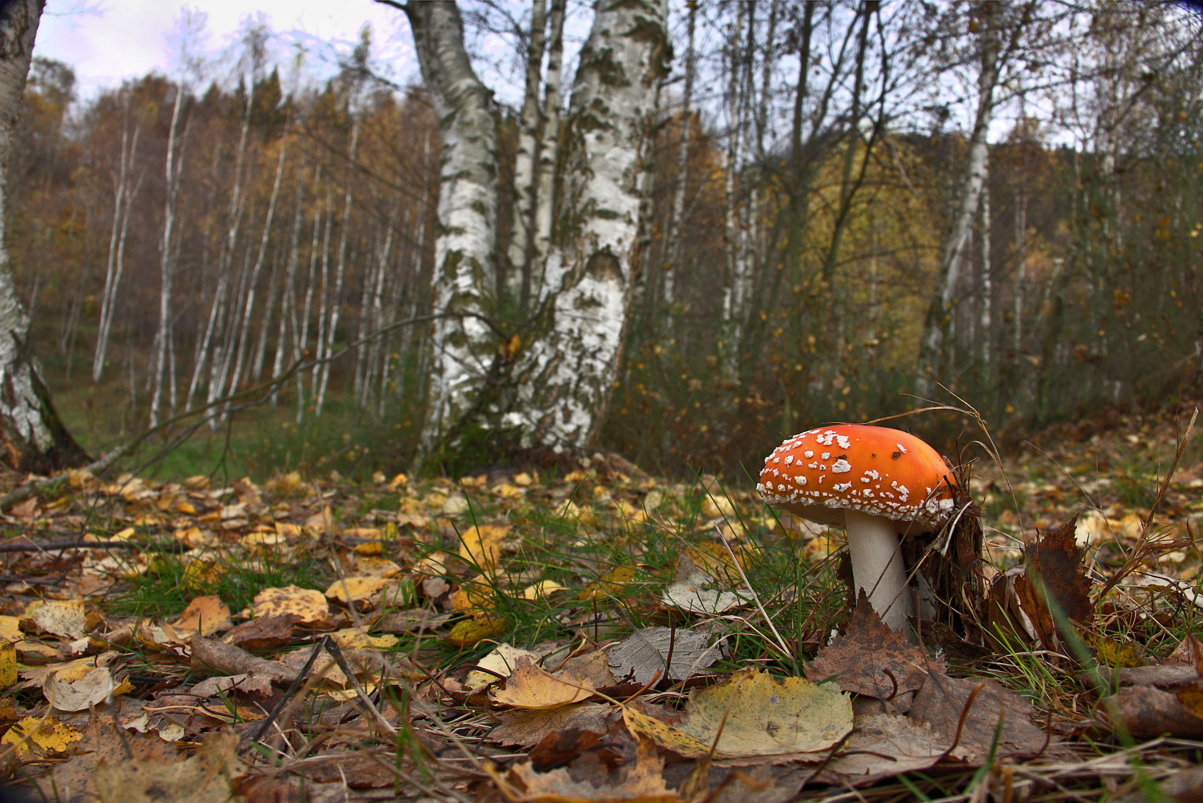 Amanita muscaria and Birch