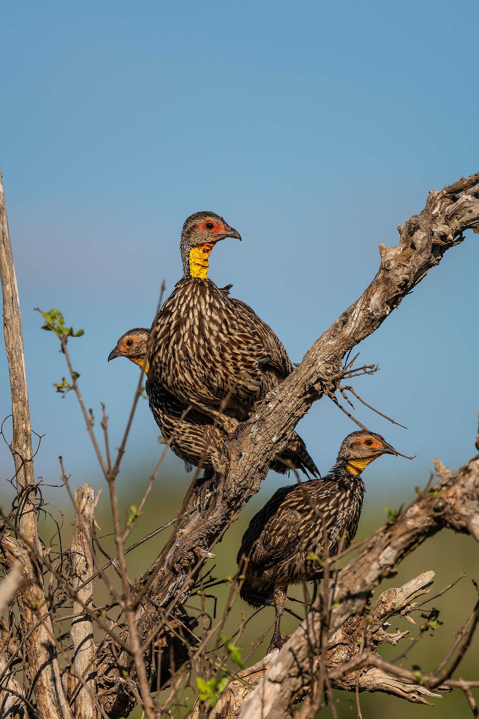 Yellow necked Spurfowl