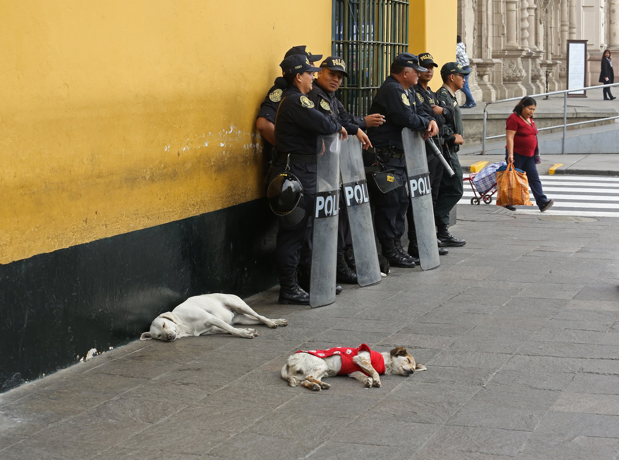 Dogs poliziotto...in Action