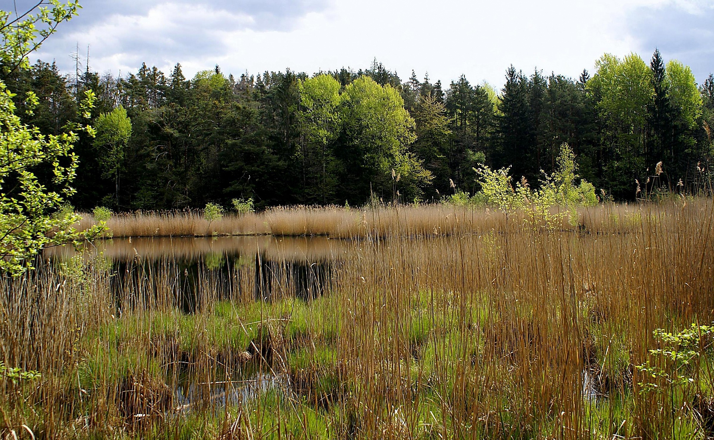 The lake of Varna (Bressanone-BZ): reeds in the wind