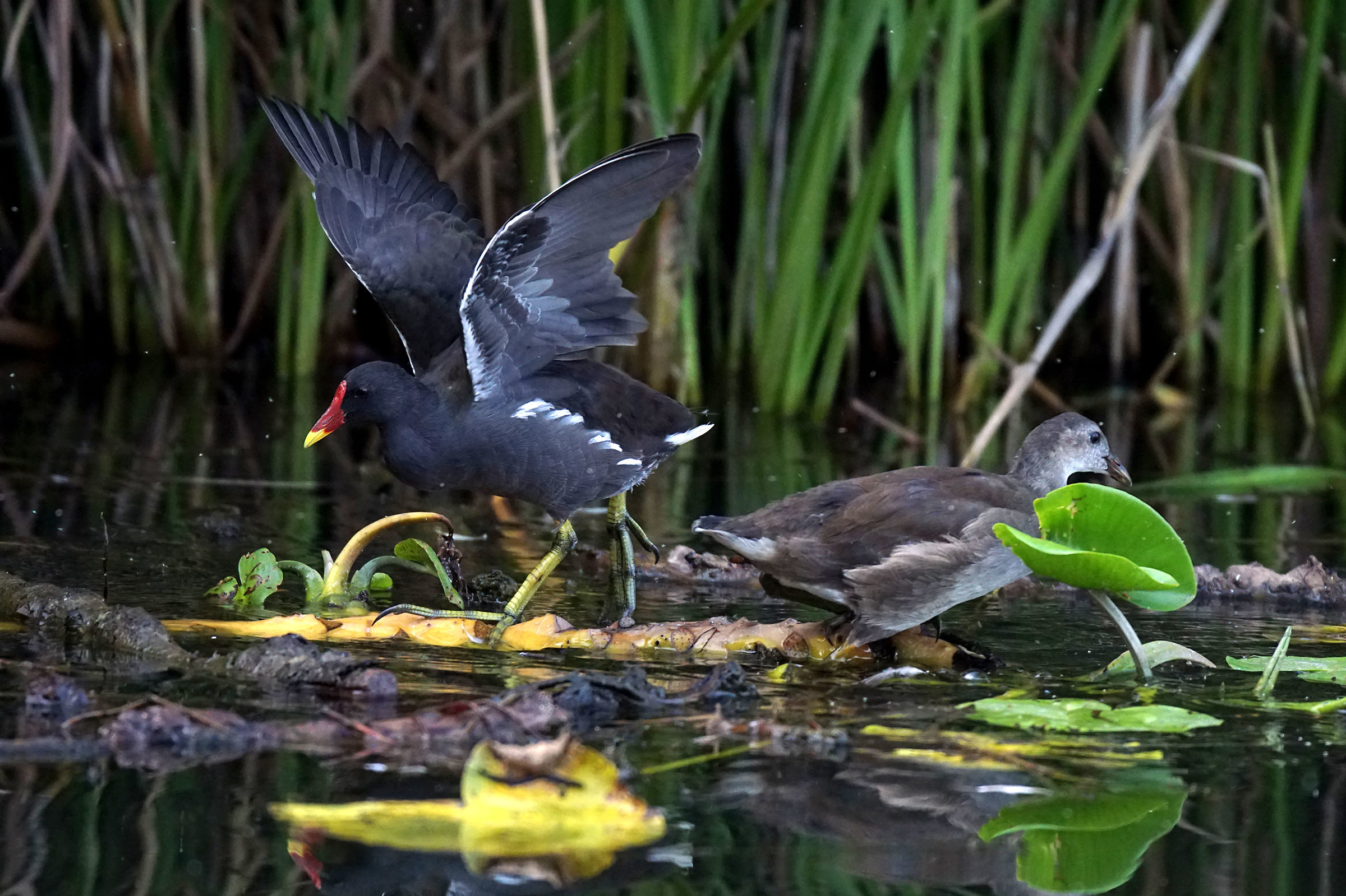 Equilibrio instabile