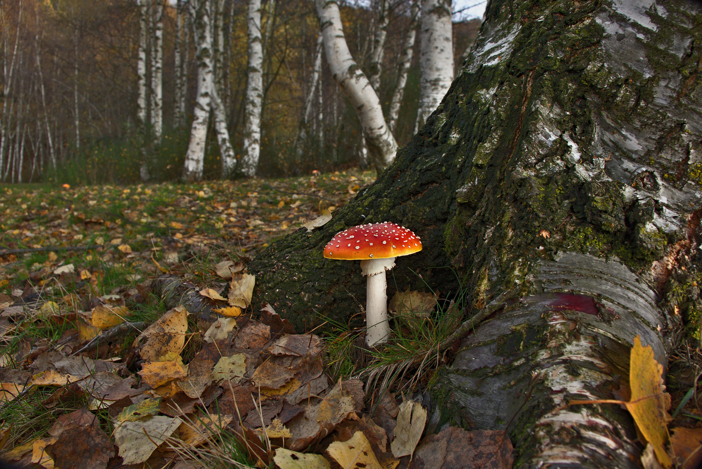 Amanita muscaria among the birch roots