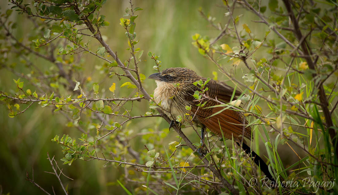 Coucal