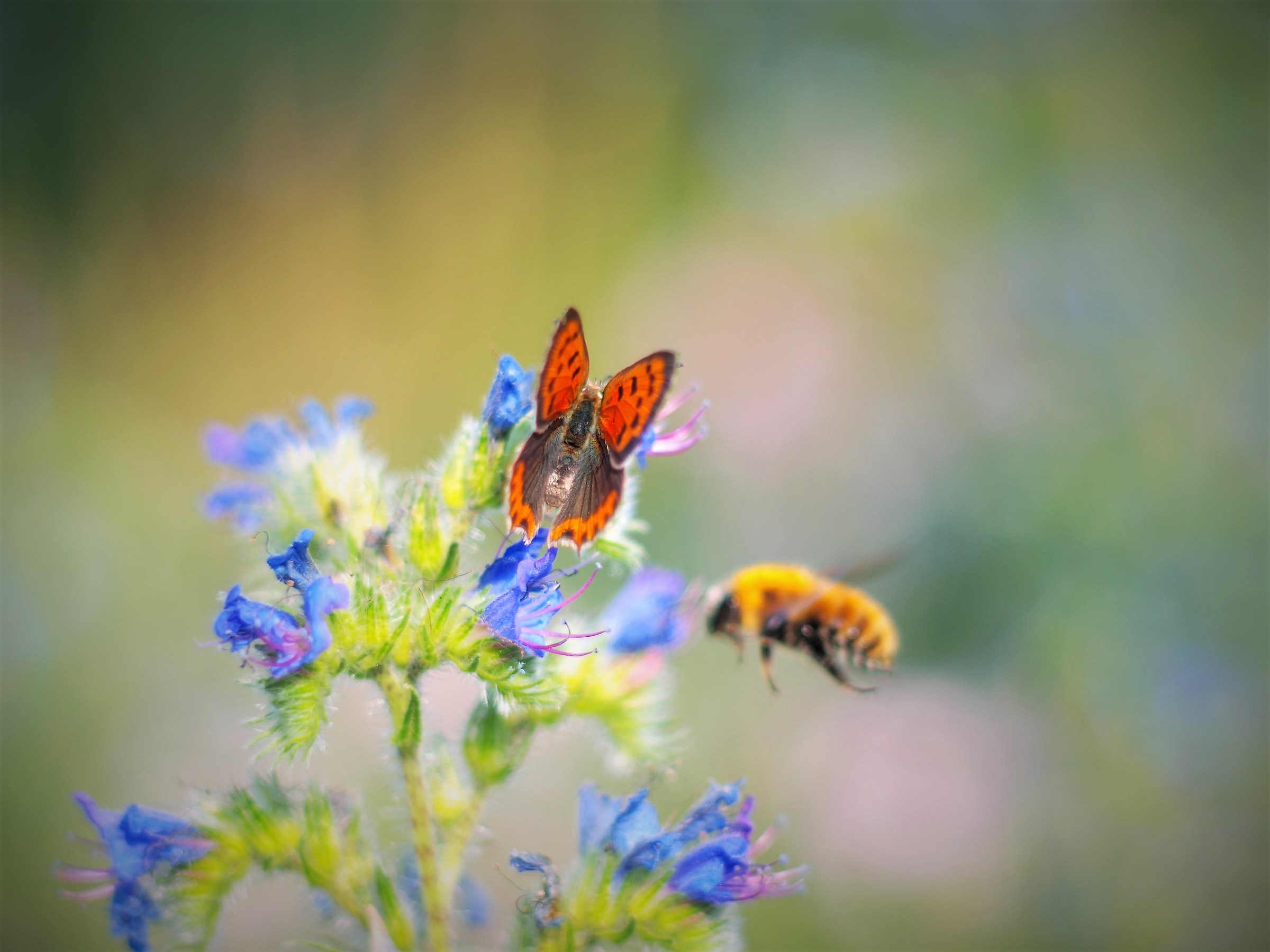 PENTAX macro tests M. 55 F, 1.8