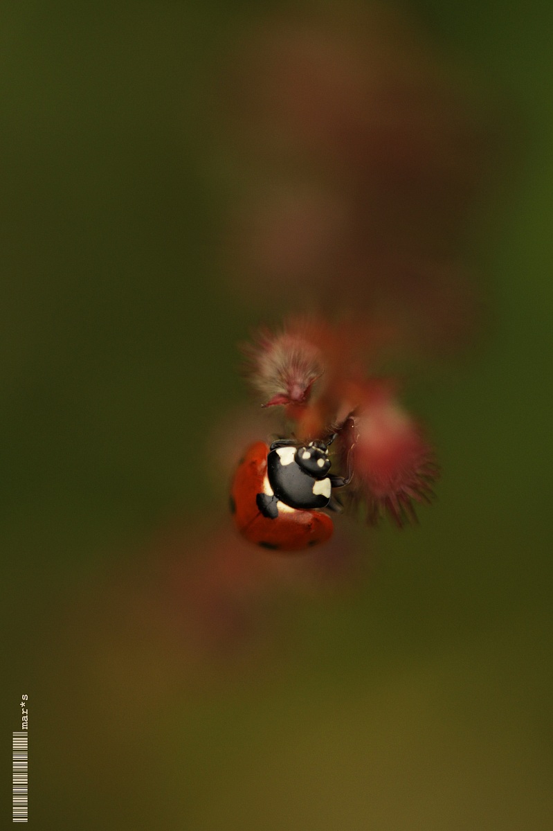 lady(bug) in red