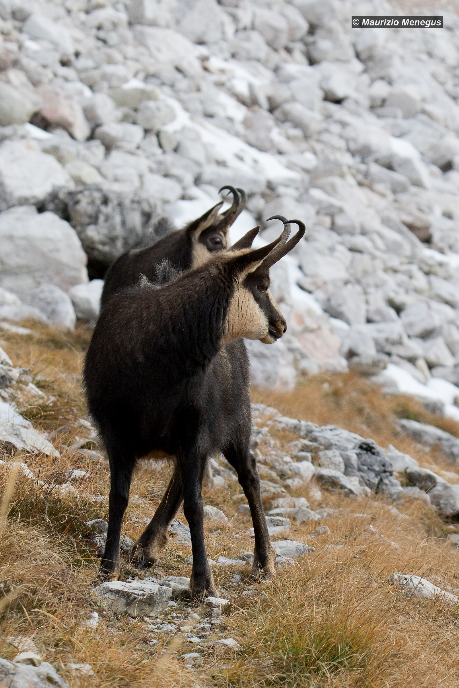 Due teste e quattro zampe….