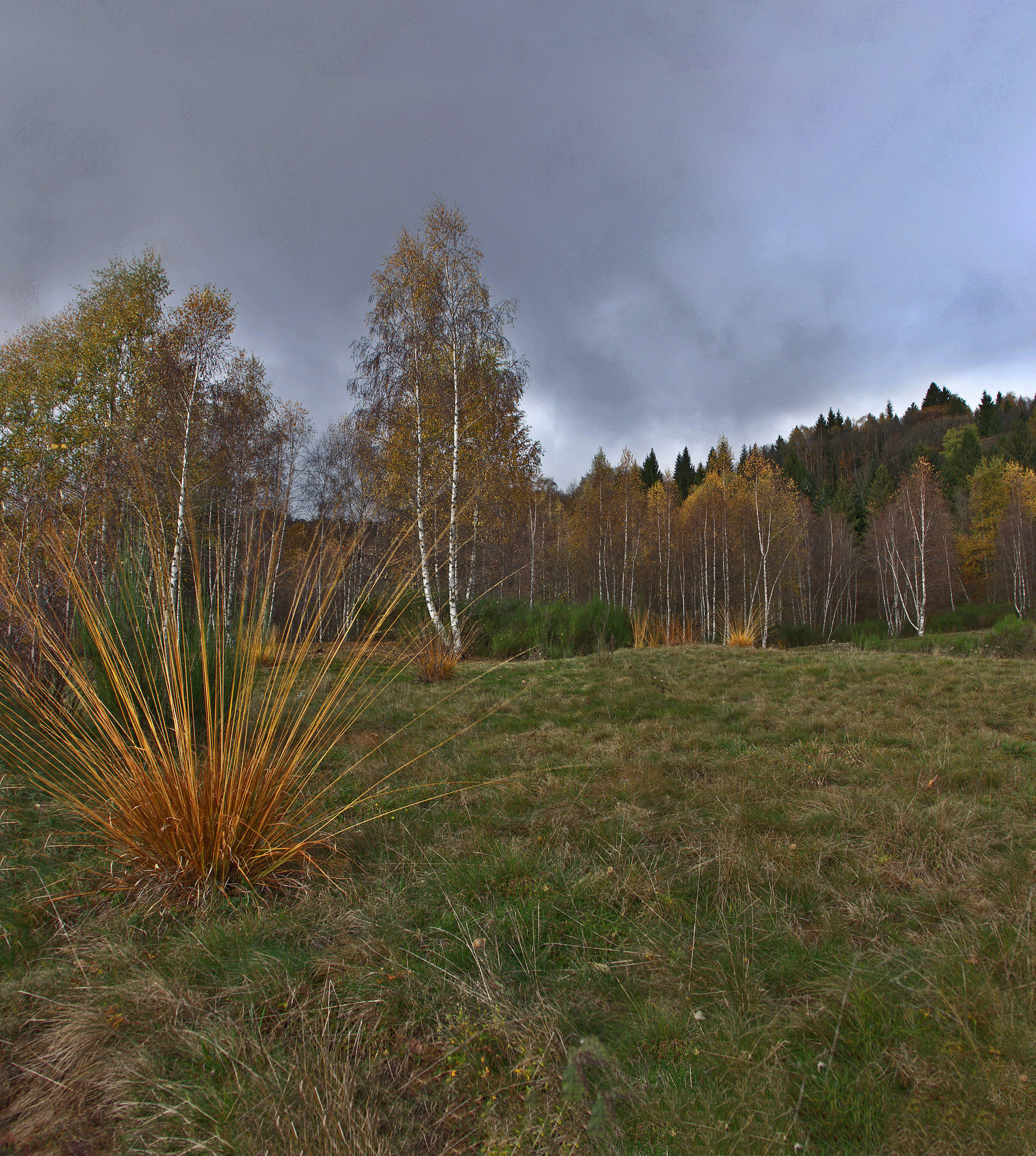 The edge of the lawn