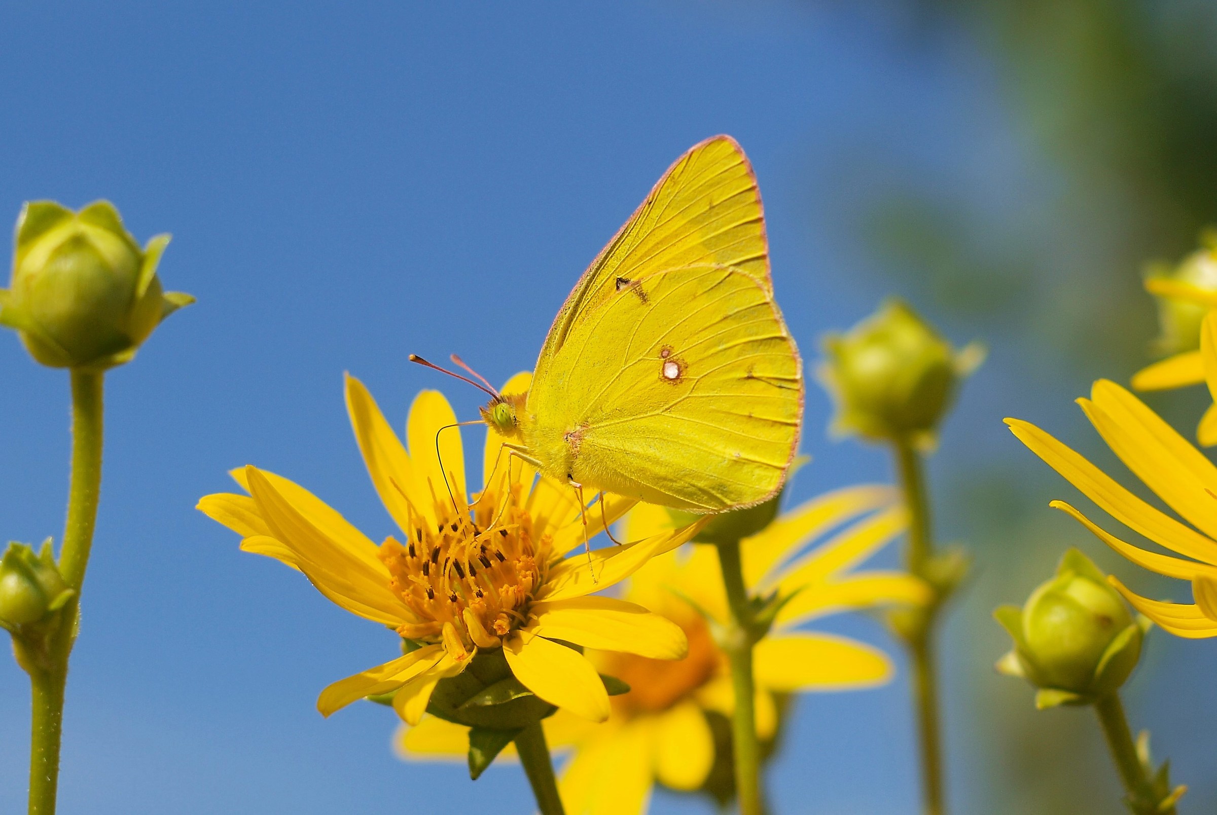 Shot made with Jupiter 135m. F. 3.5