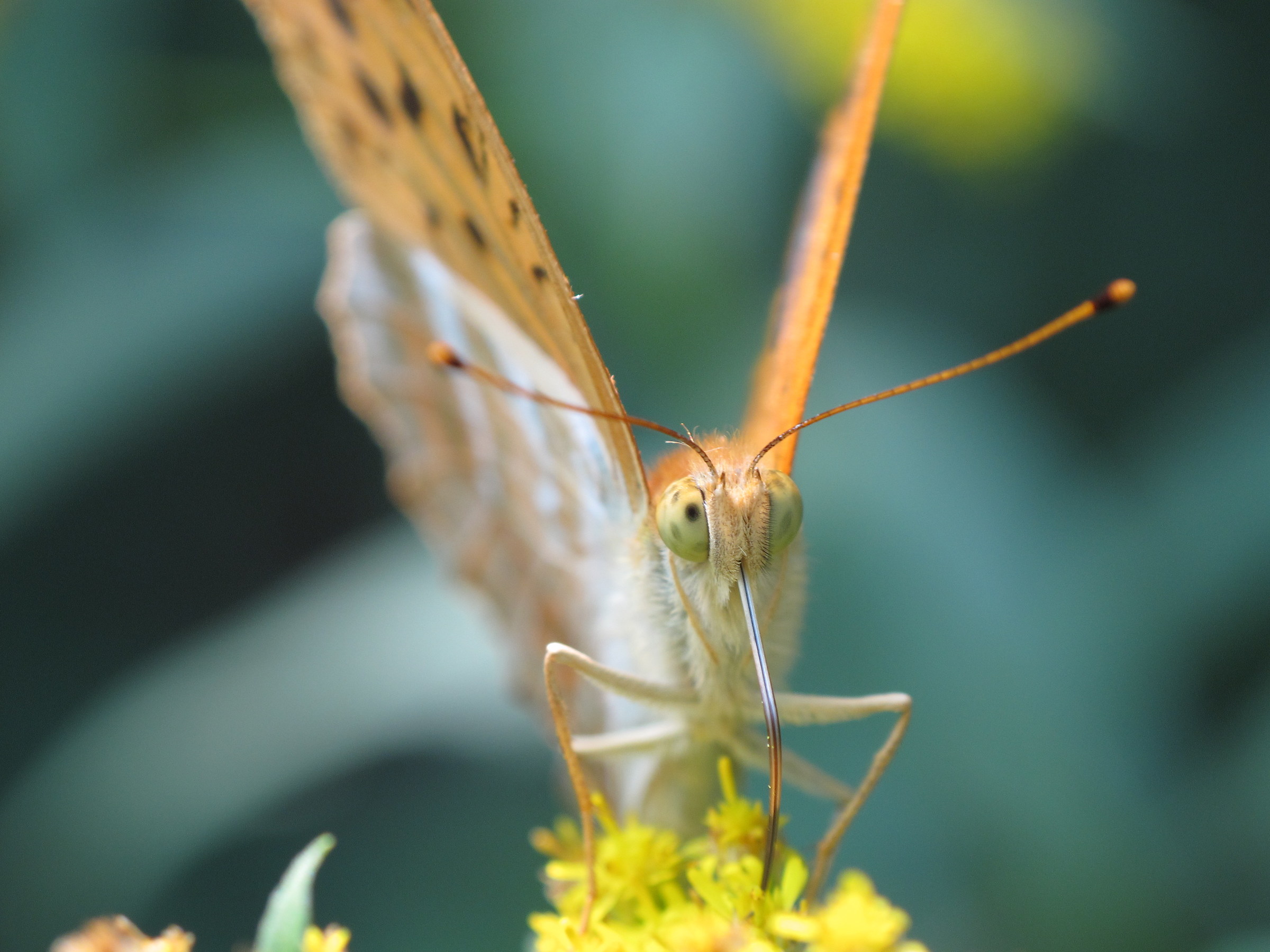 Green Eyes-Argynnis Paphia