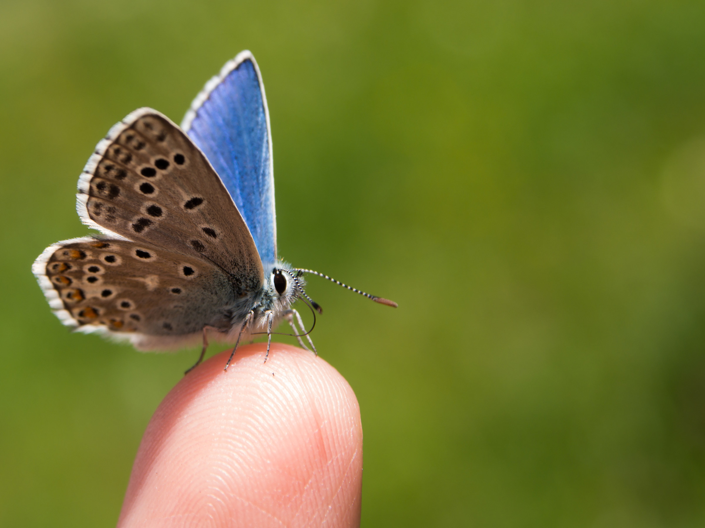 Polyommatus polyommatus