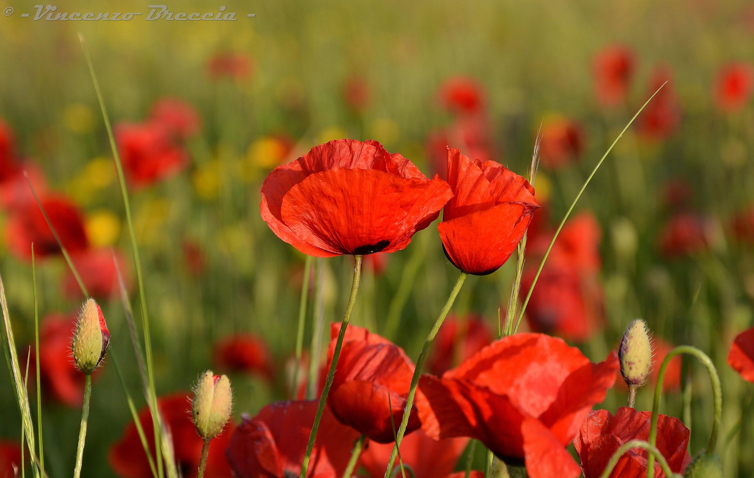 rosolaccio e i suoi fratelli
