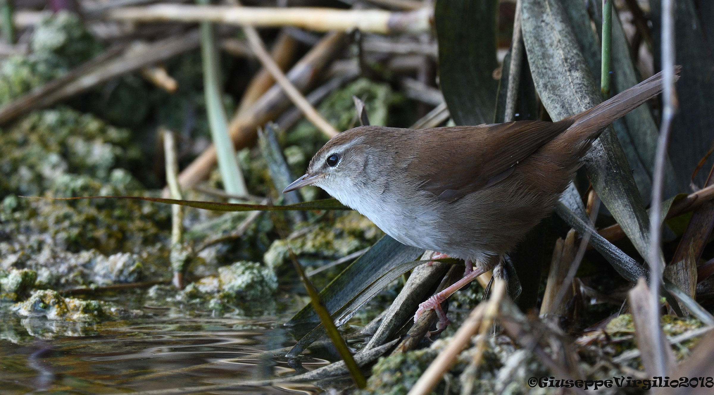 Usignolo di fiume " Nord Sardegna 2018