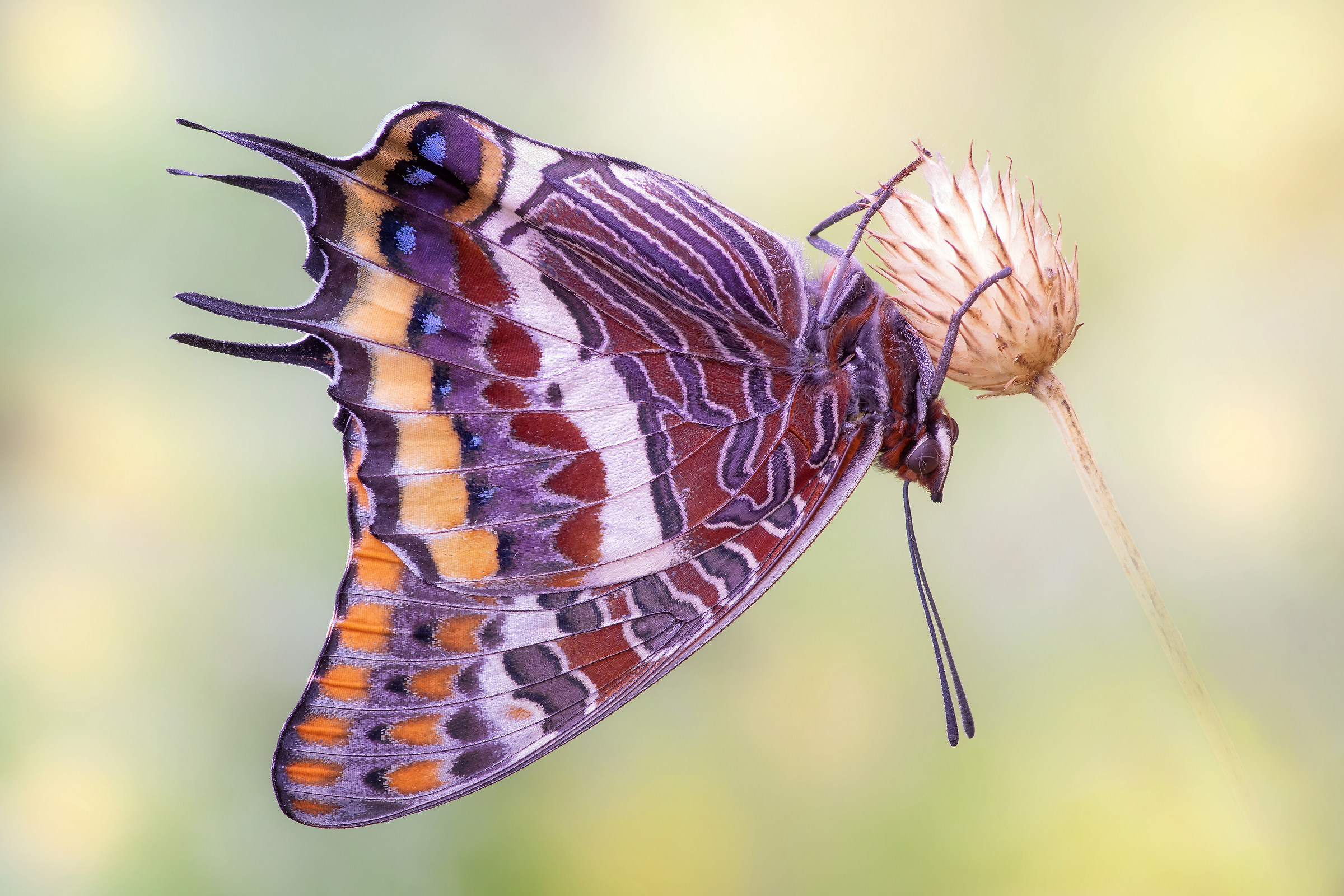 Charaxes jasius (Linnaeus, 1767)