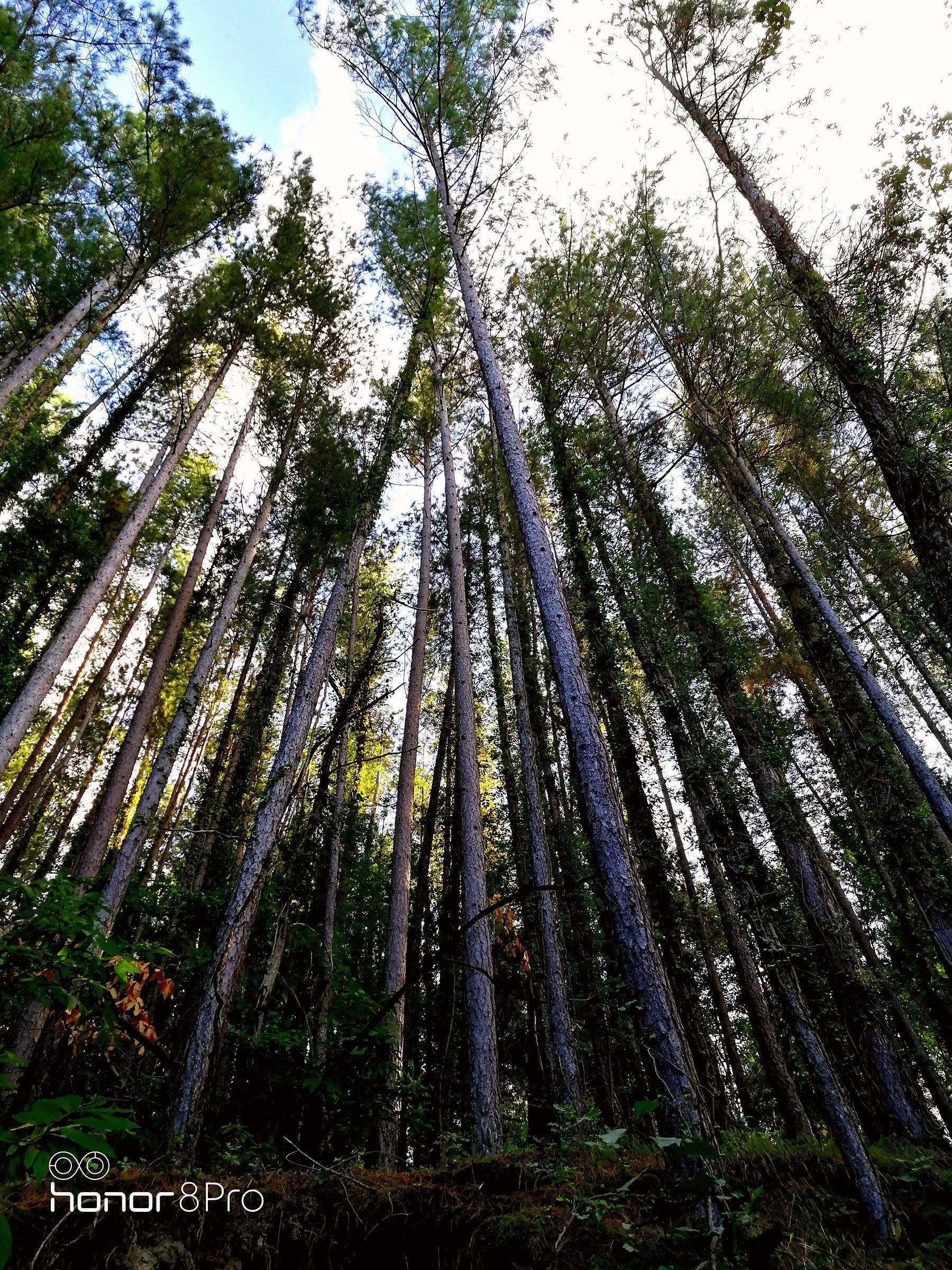 Passeggiare nel bosco.