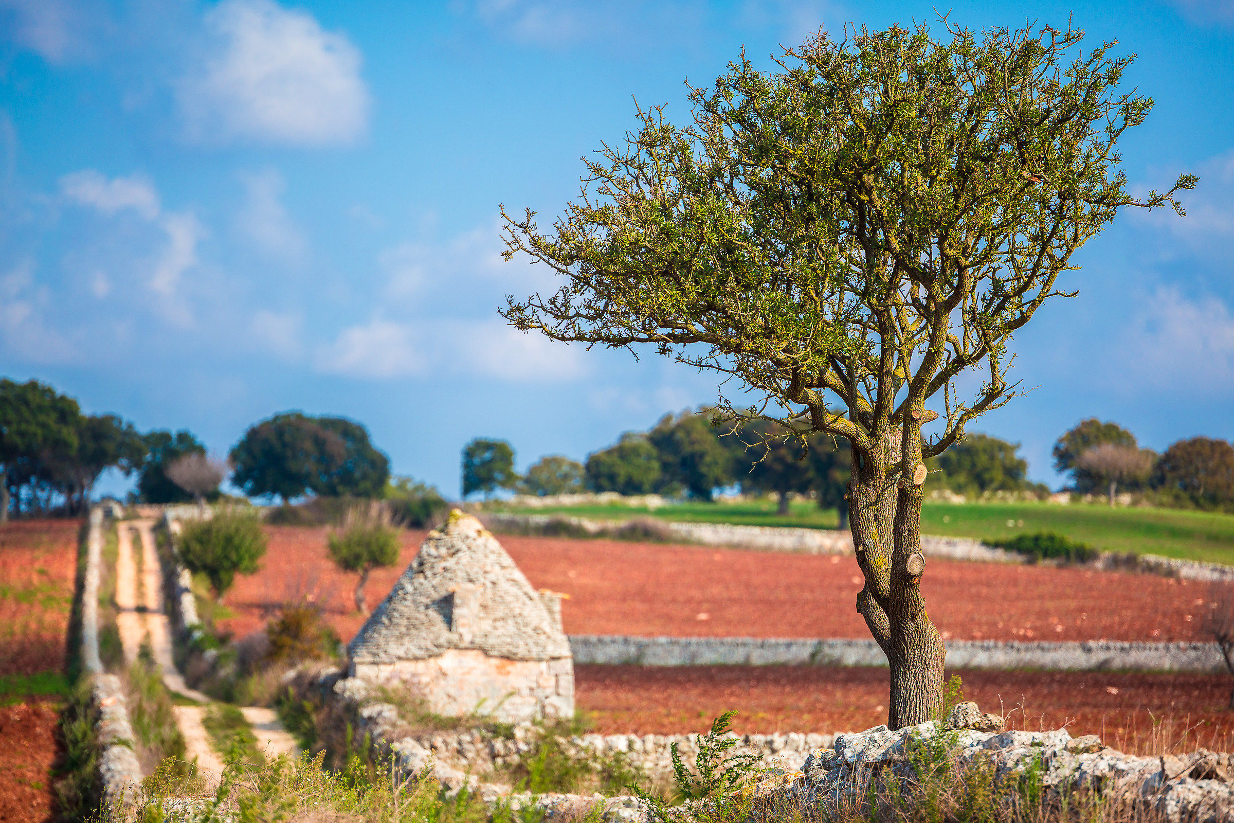 Puglia rurale