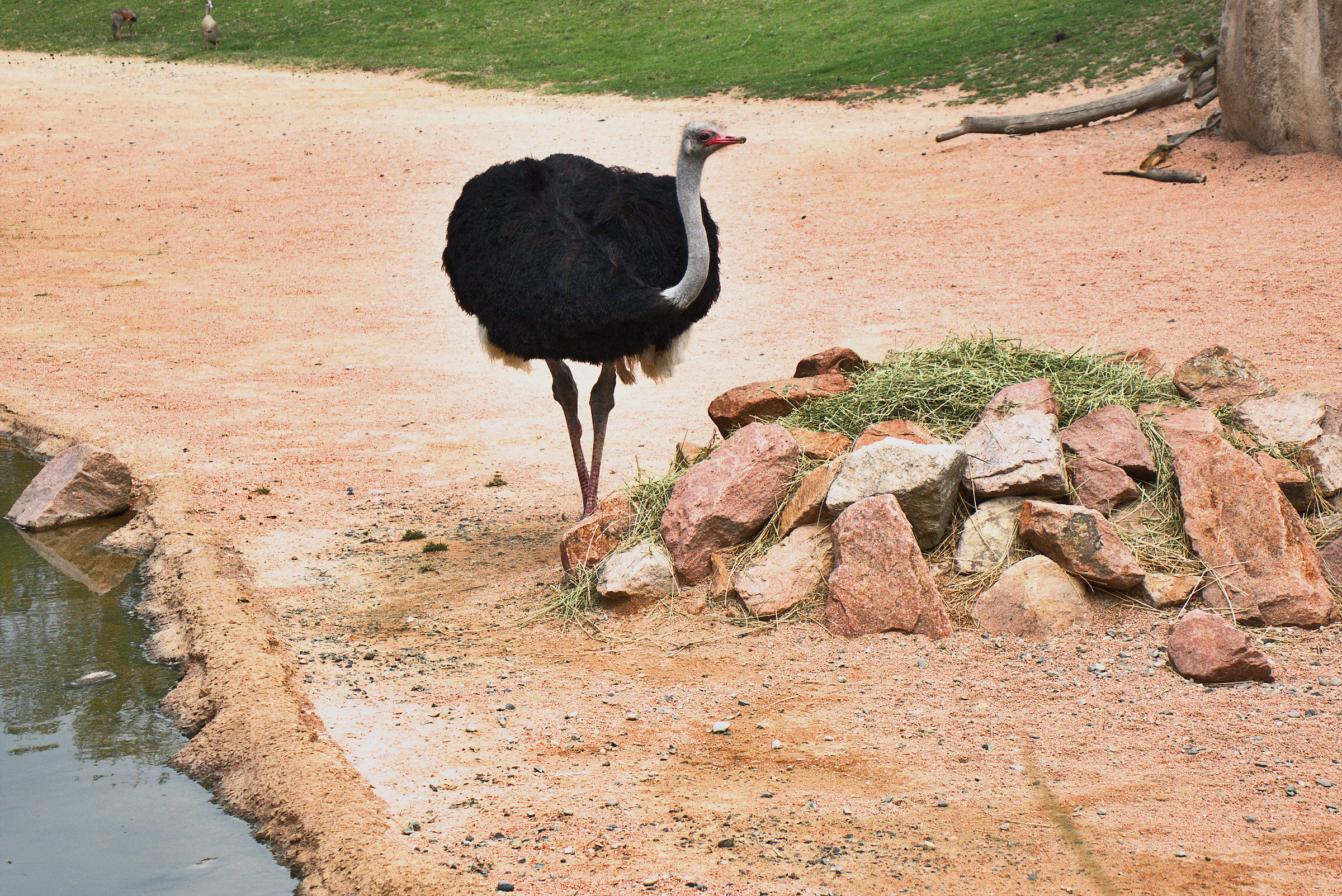 Ostrich at the Biopark.