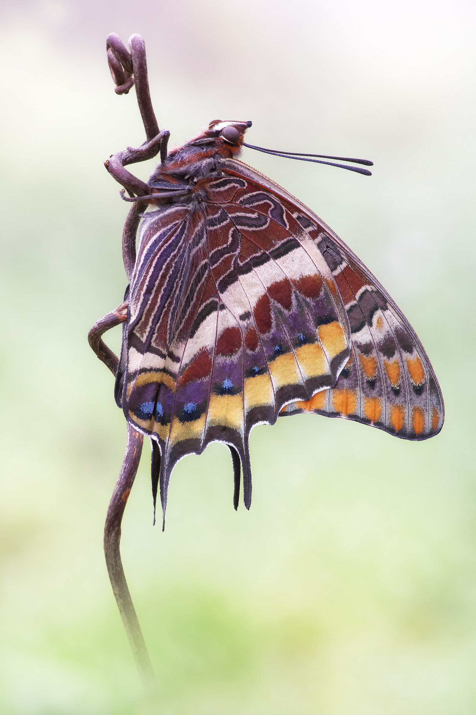 Charaxes jasius (Linnaeus, 1767)