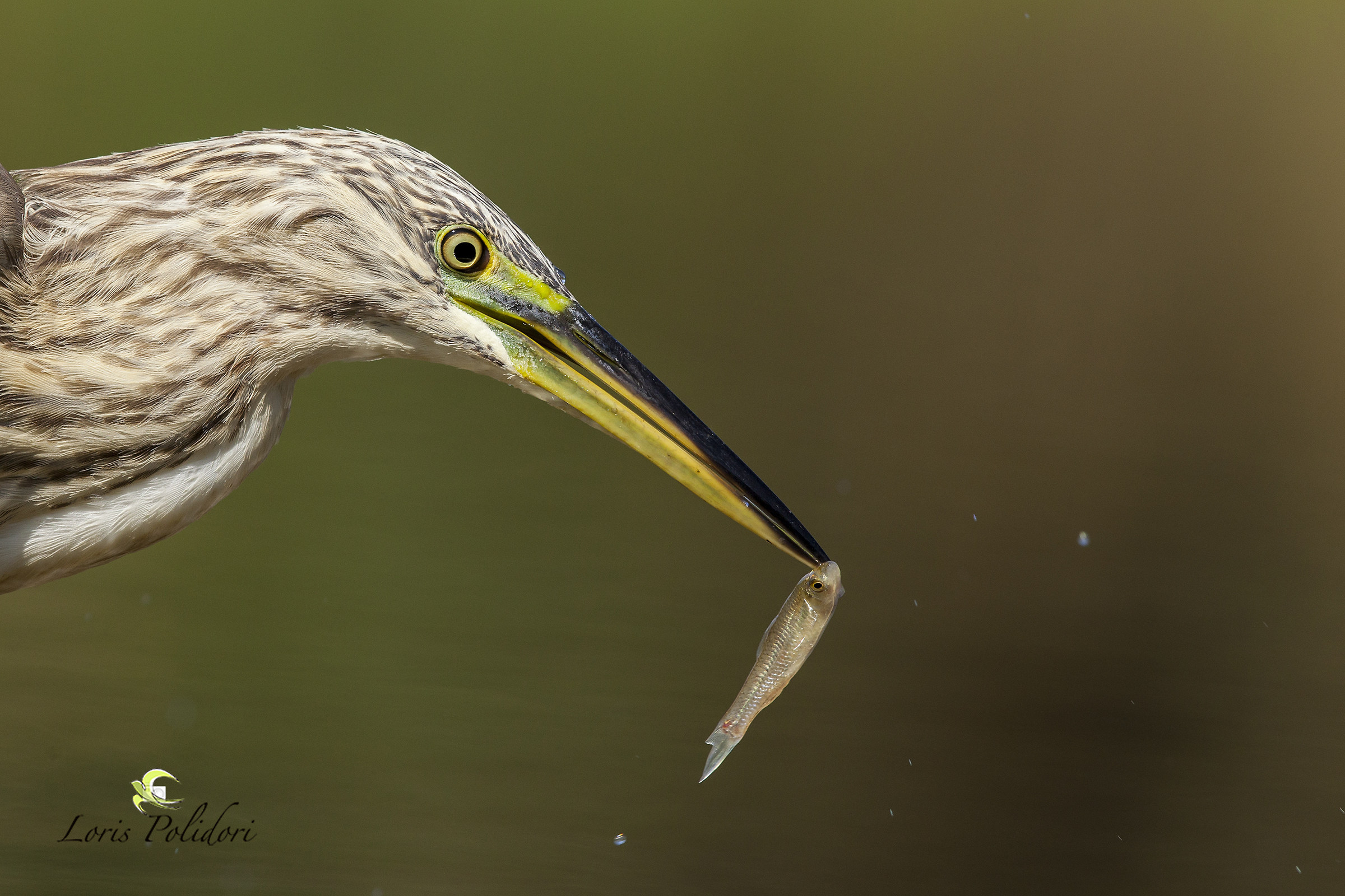 Sgarza ciuffetto a pesca