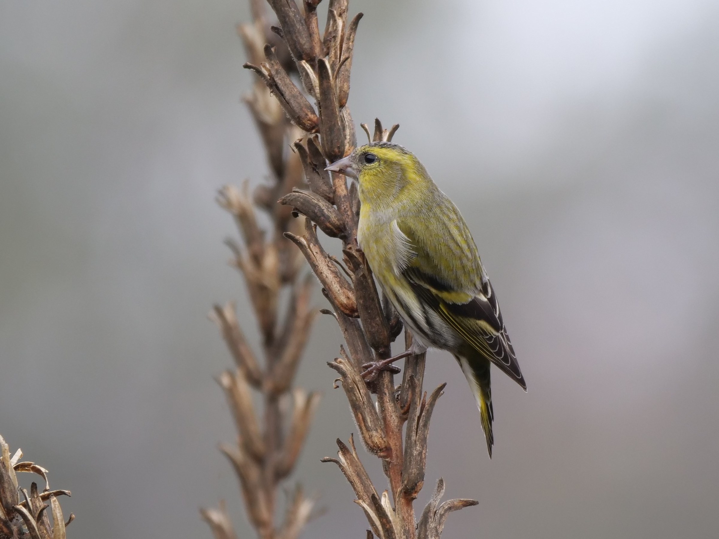 Lucherino (Carduelis spinus)