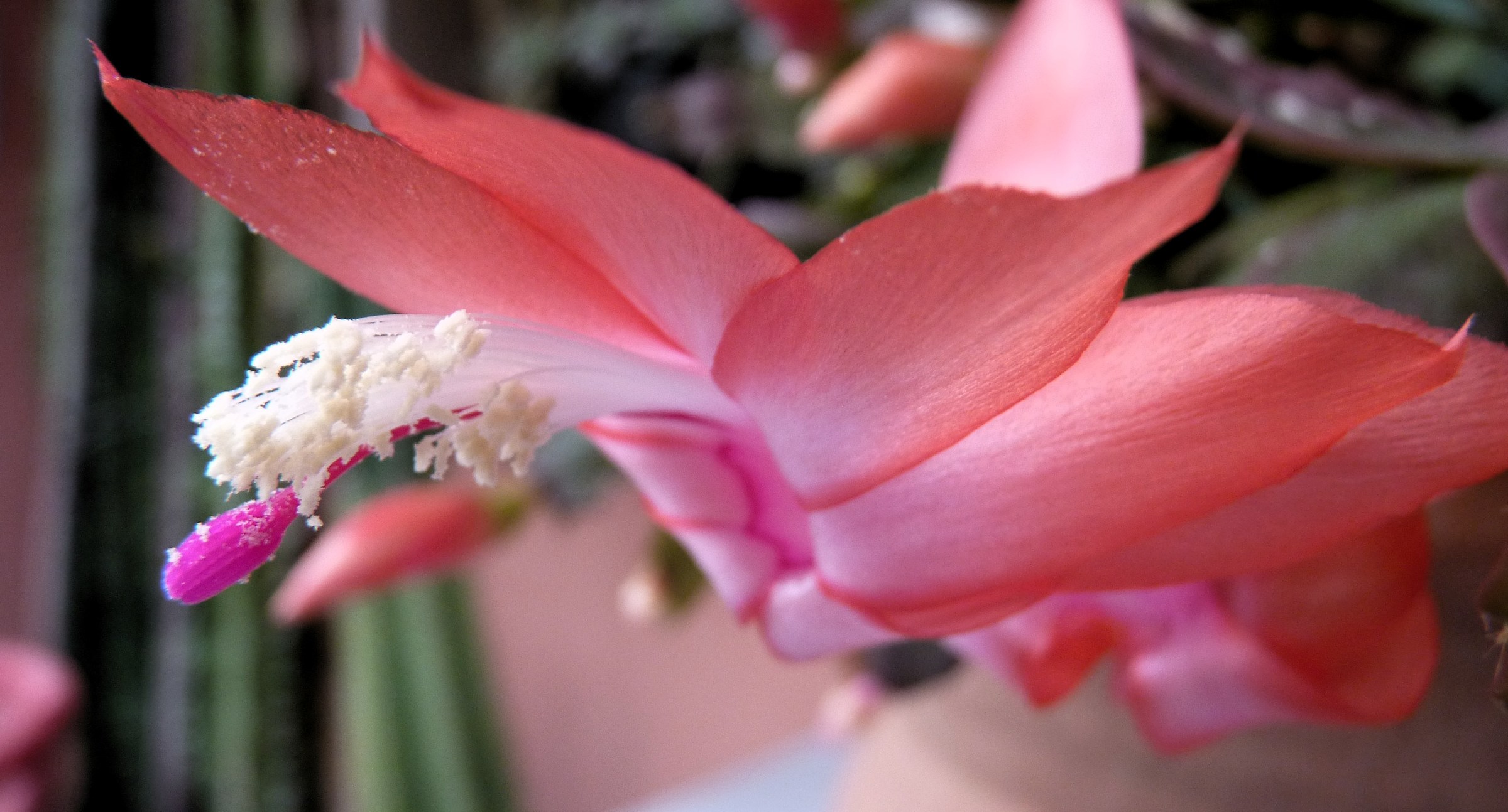 Sclumbergera