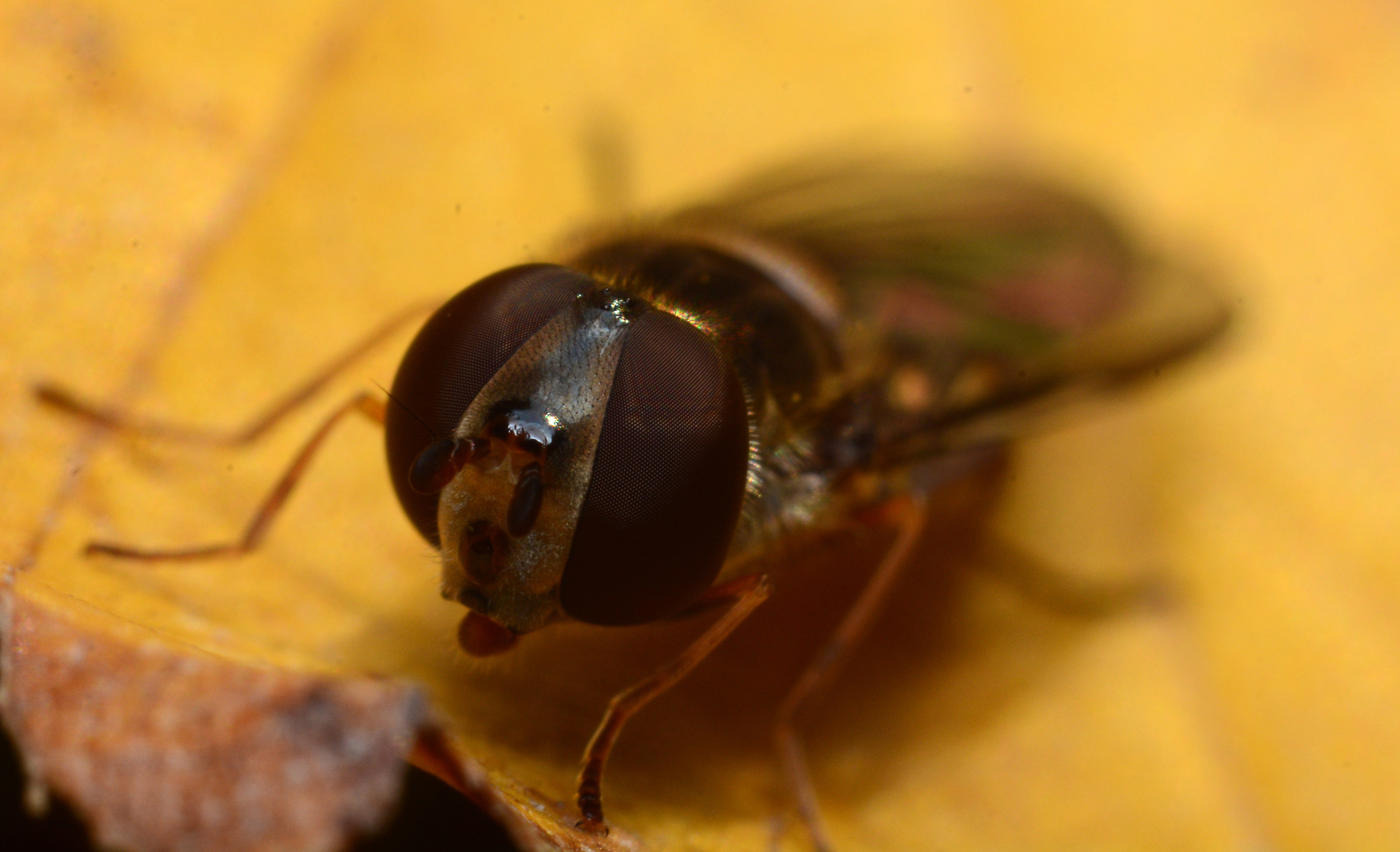 Syrphidae