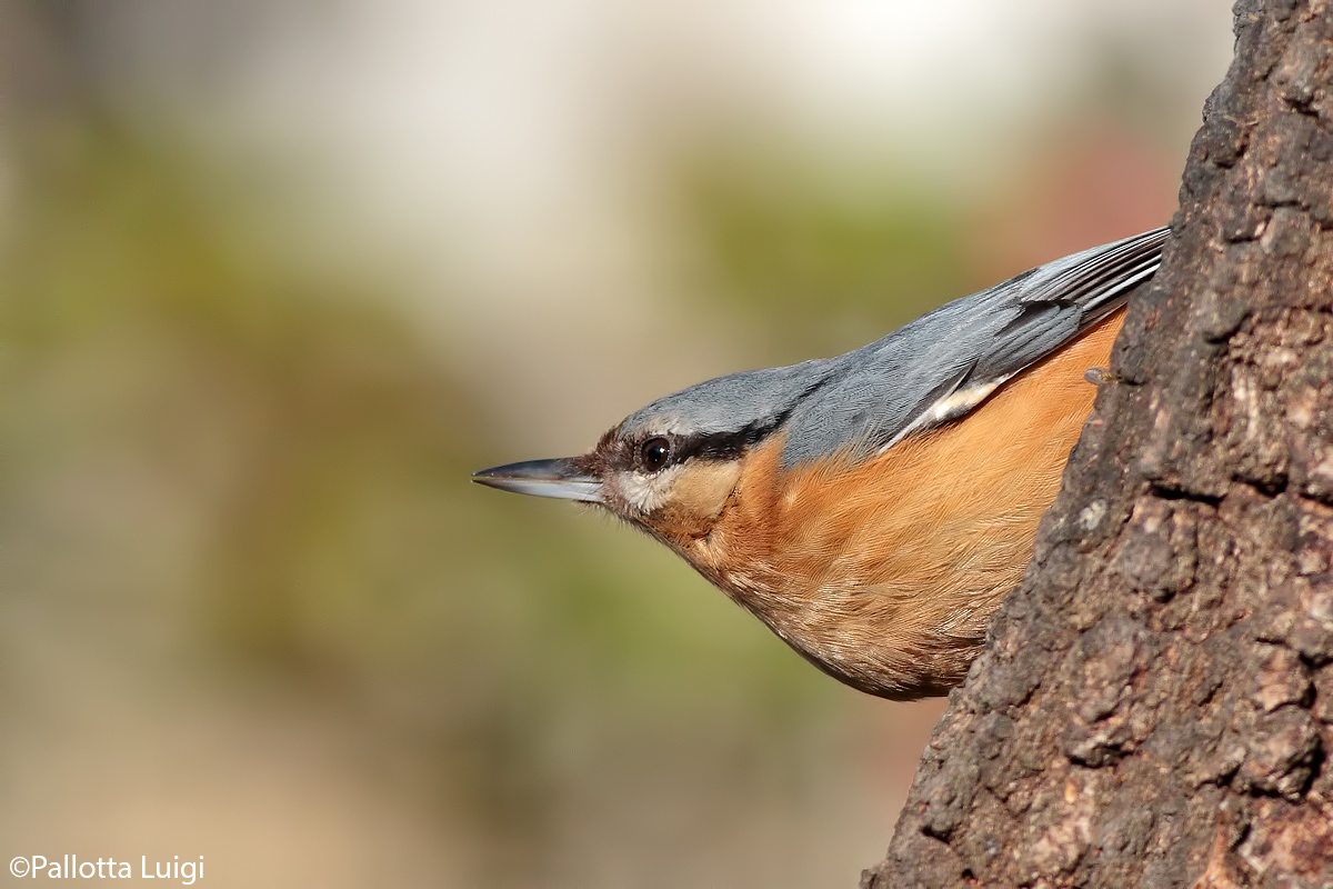 Nuthatch (Sitta europaea)