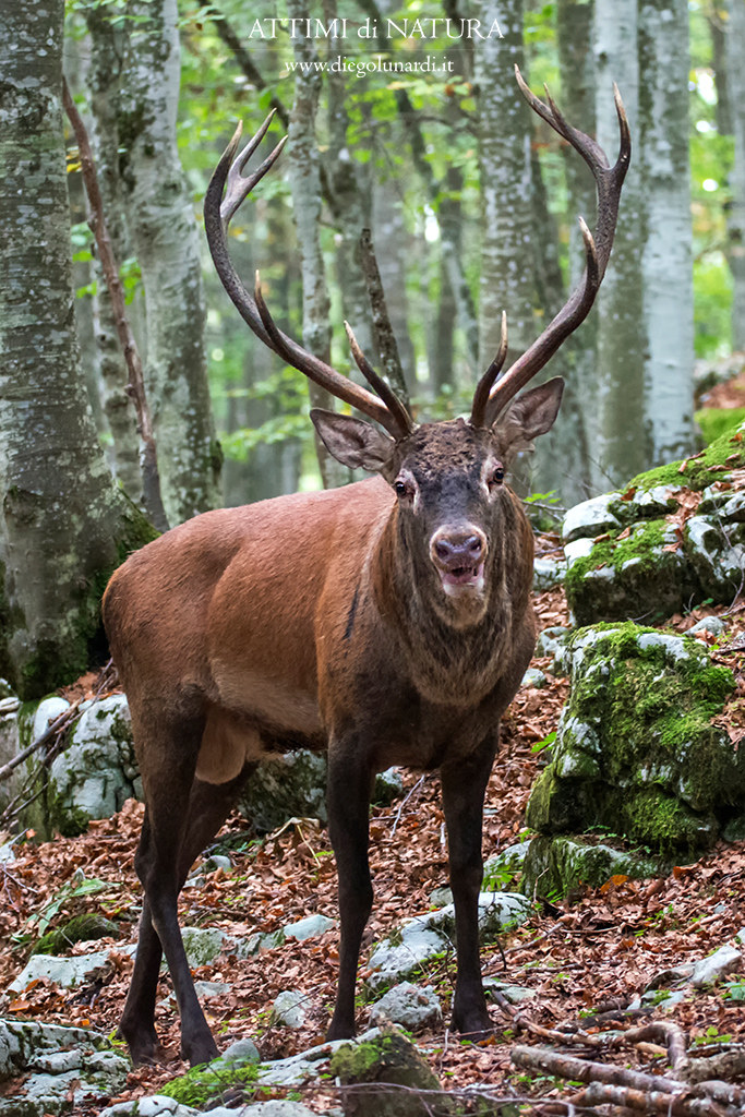 La maestosità del cervo