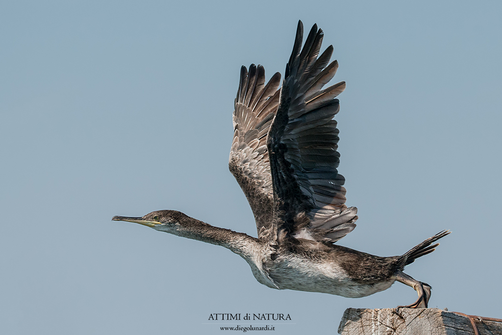 Giovane di Marangone dal ciuffo