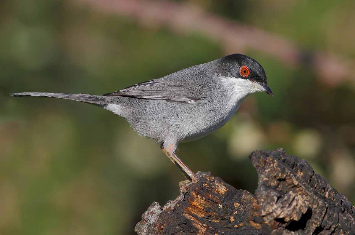 Sardinian Warbler