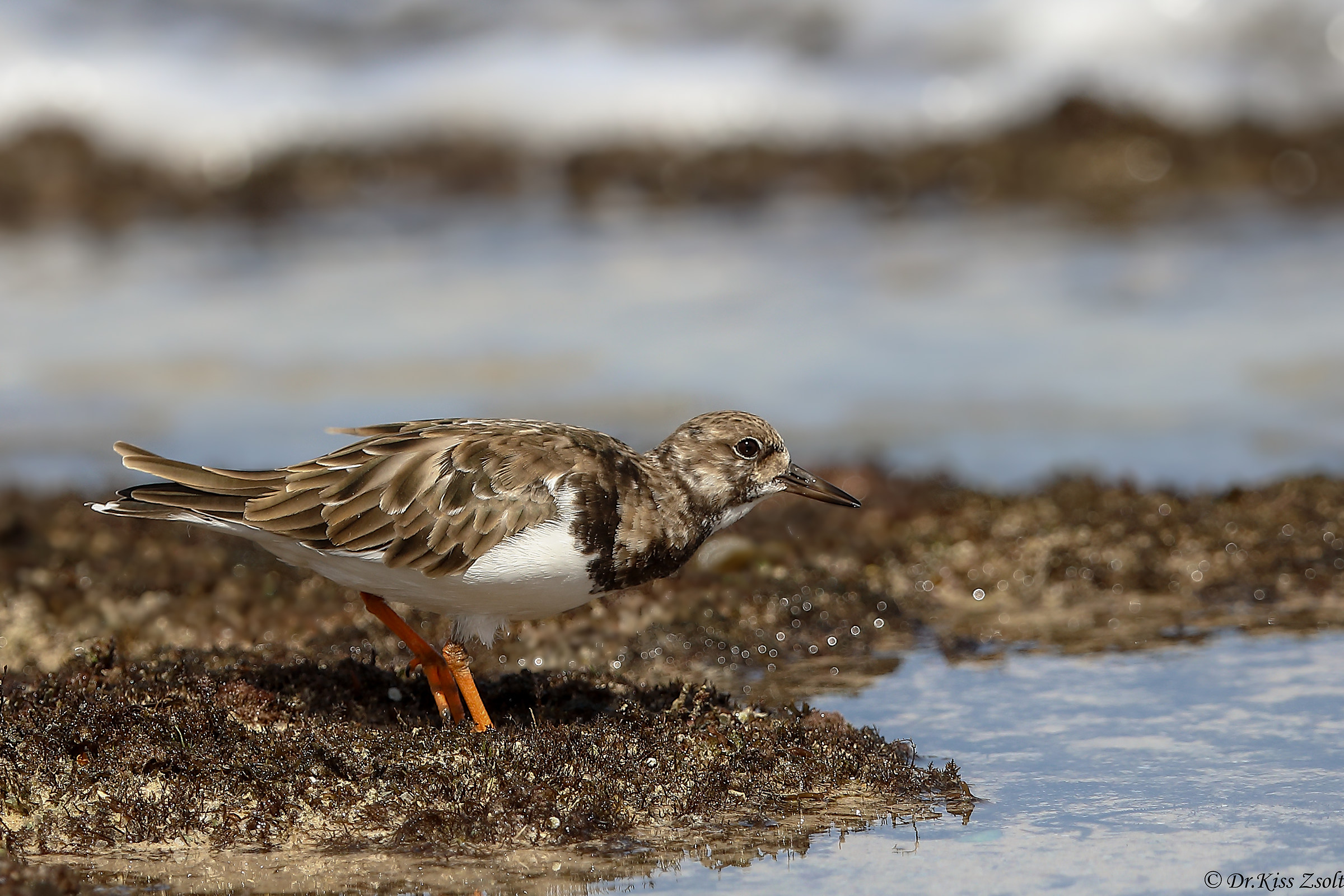 UN Turnstone rubicondo sulla spiaggia