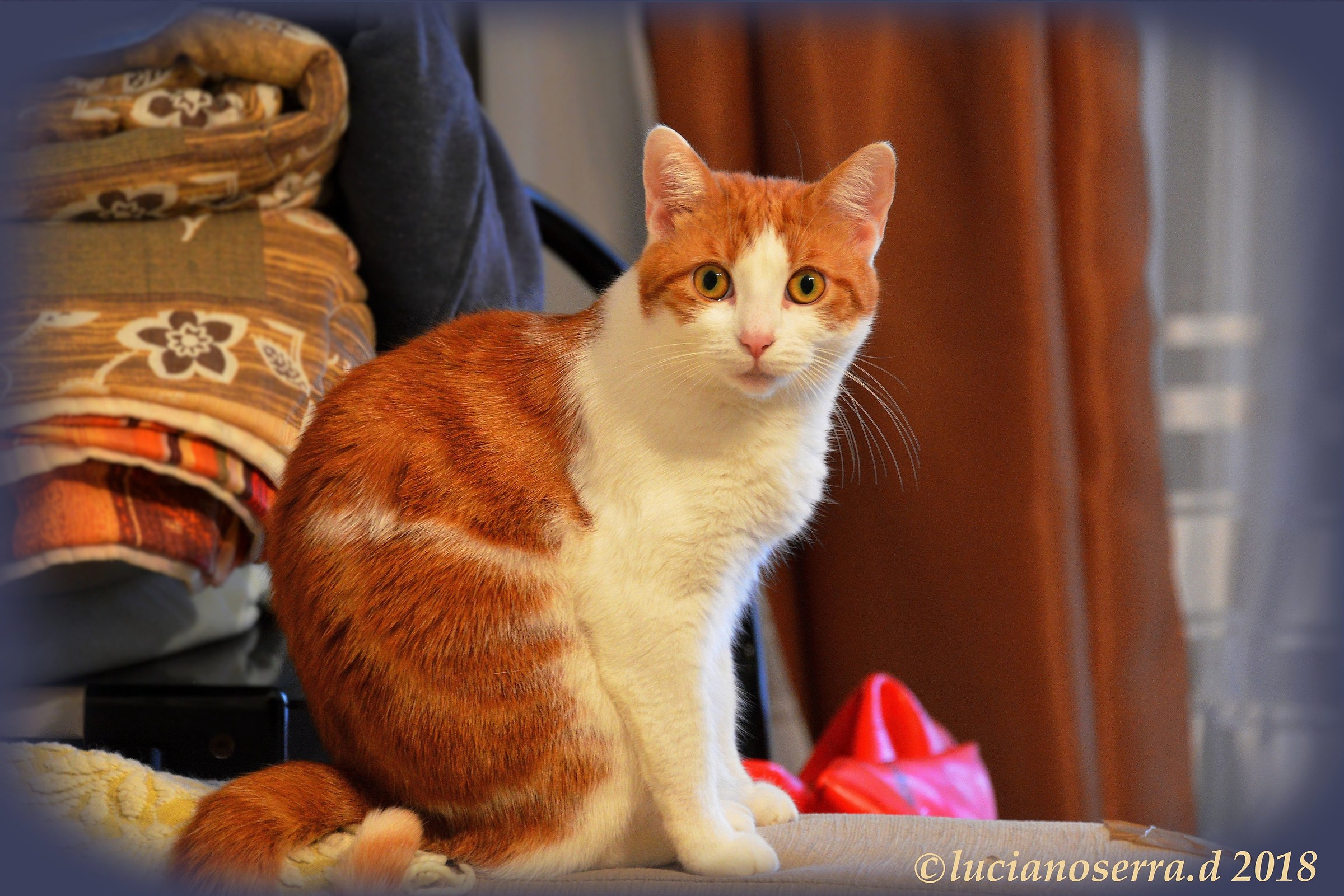 I'm still... Kitty...