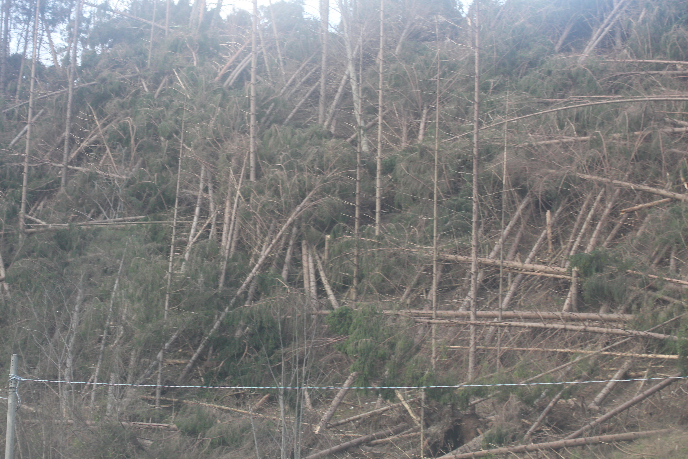 Alberi caduti dal vento