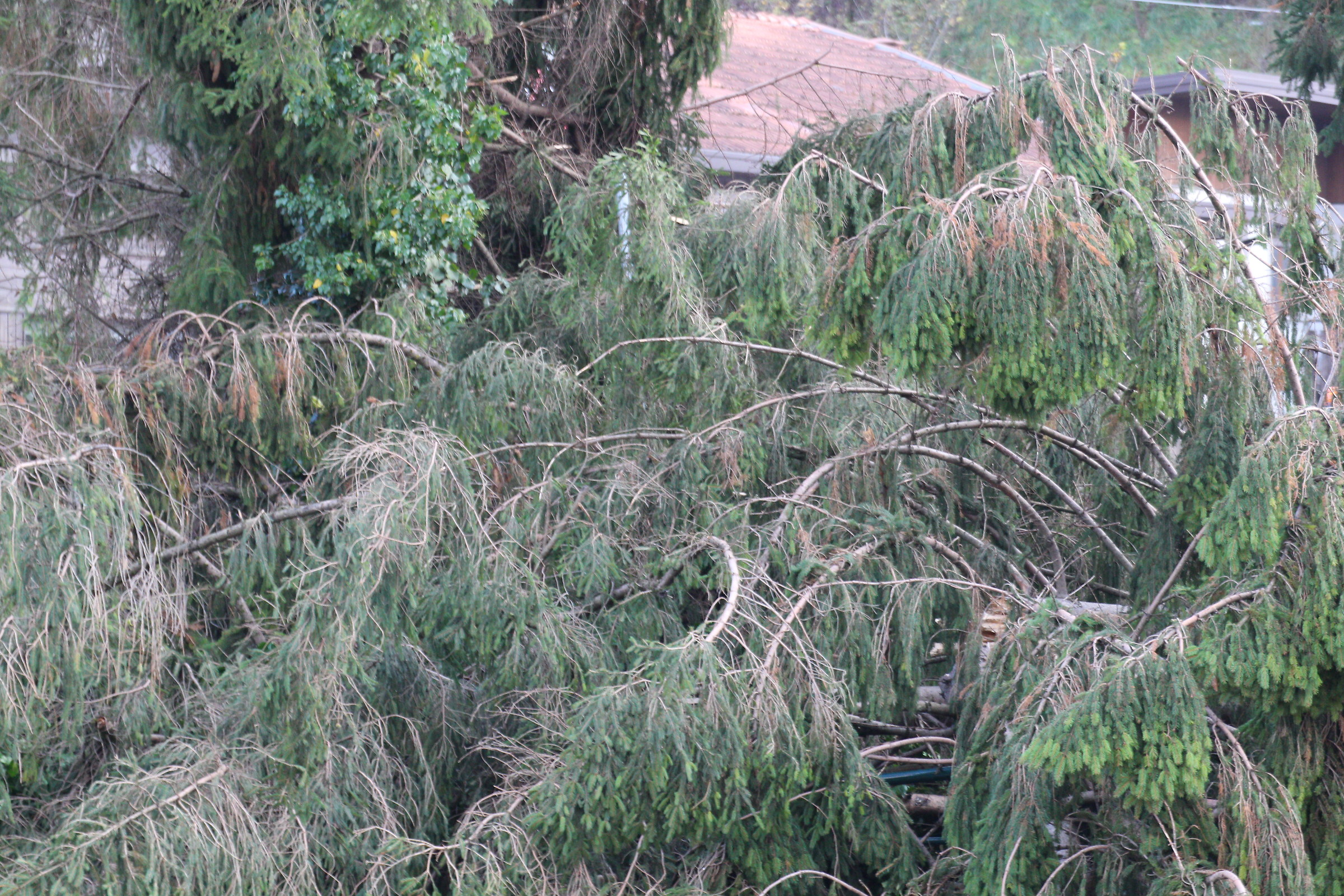 Taglio di alberi ad Agordo