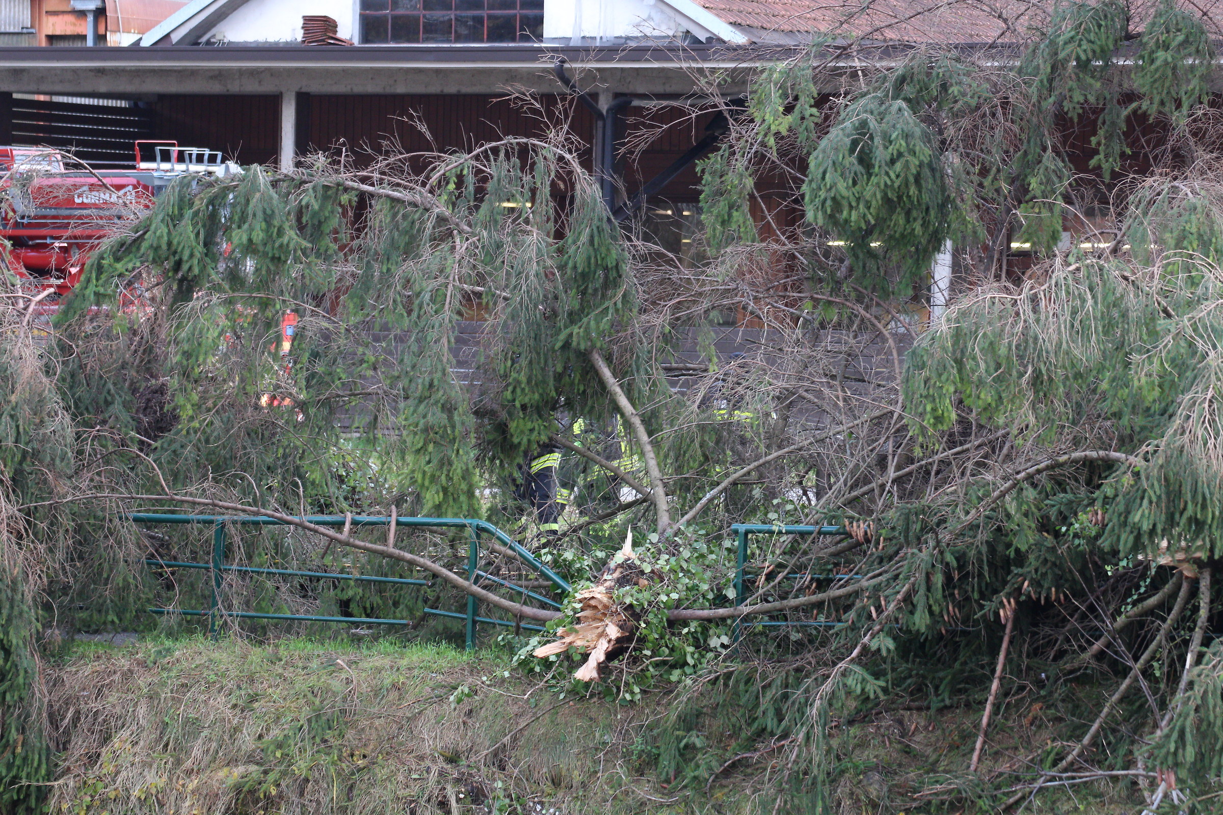 Vigili del Fuoco che tagliano alberi