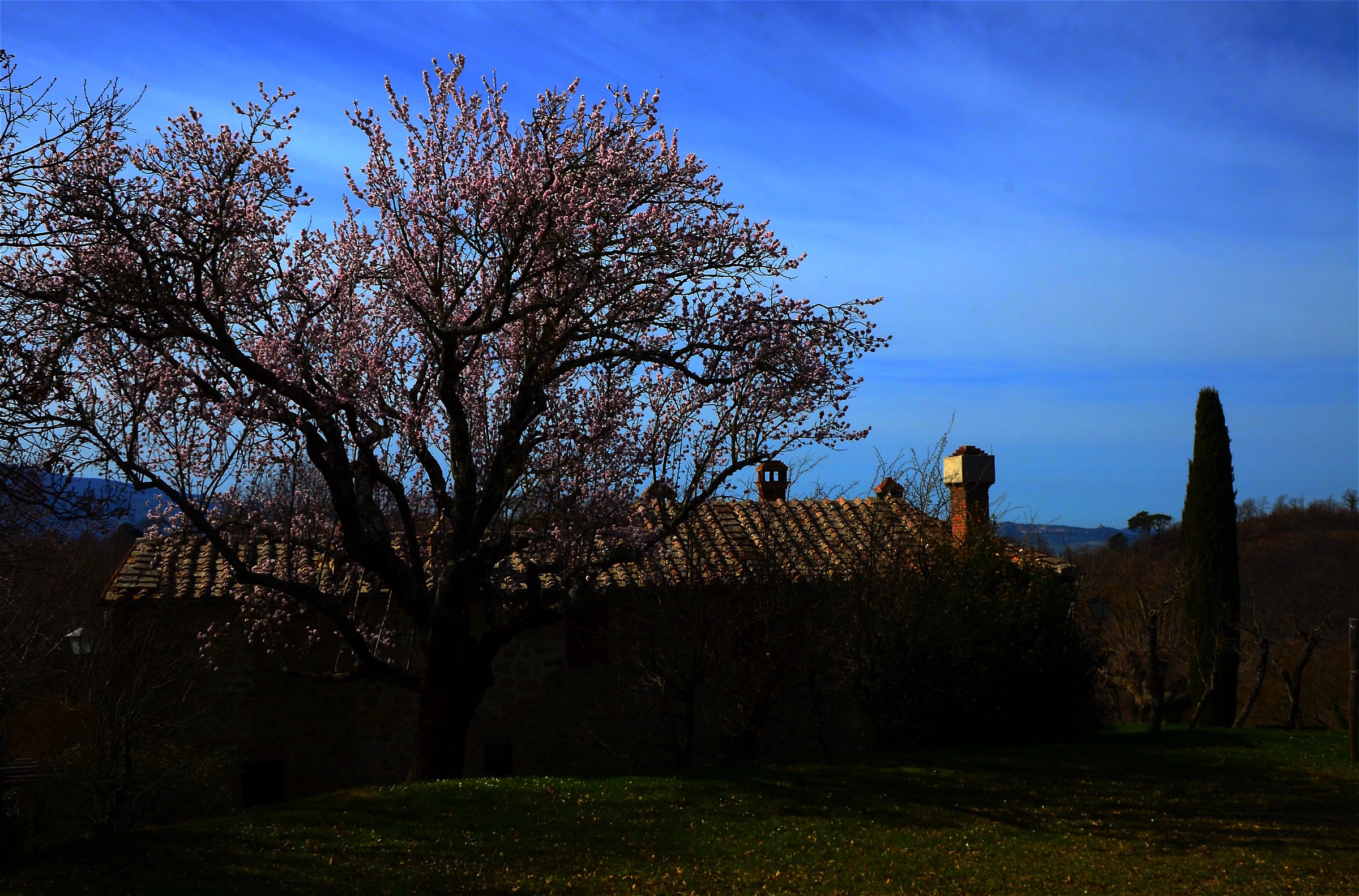 Mandorlo in fiore a Montauto