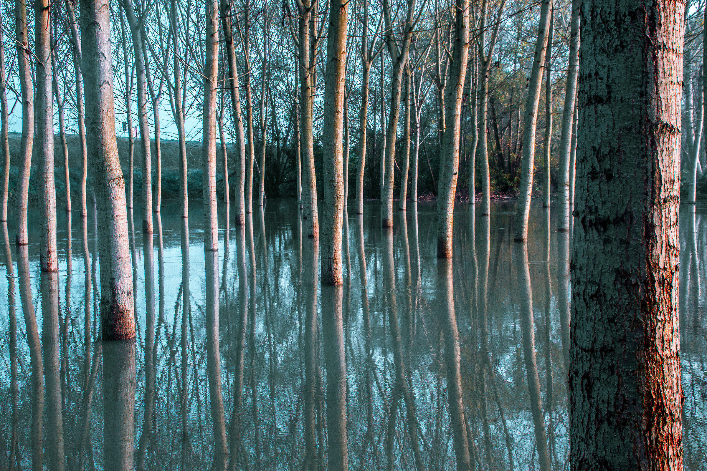 Scorcio della golena con il Po in piena