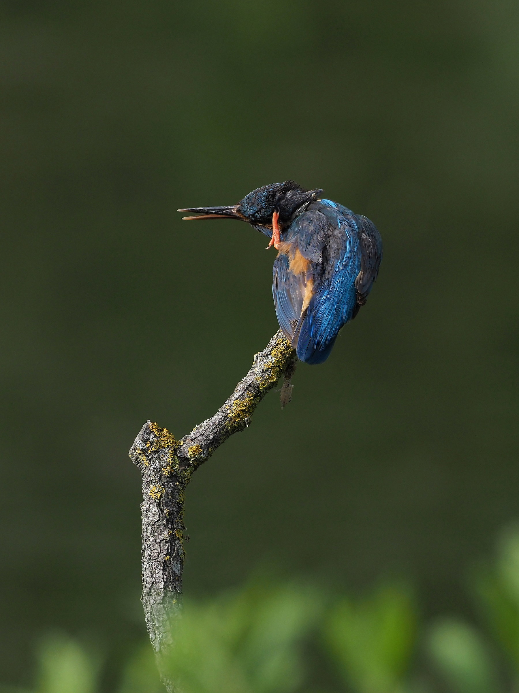 A scratch never hurts