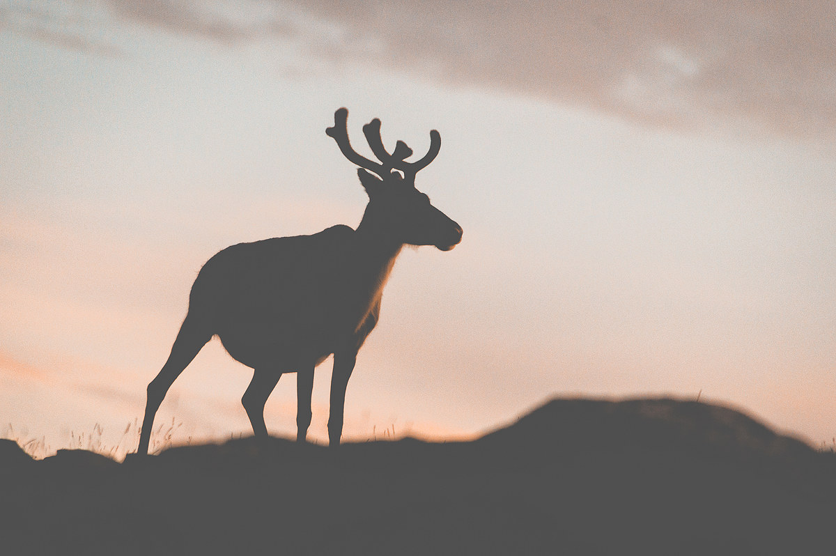 Norwegian Silhouette