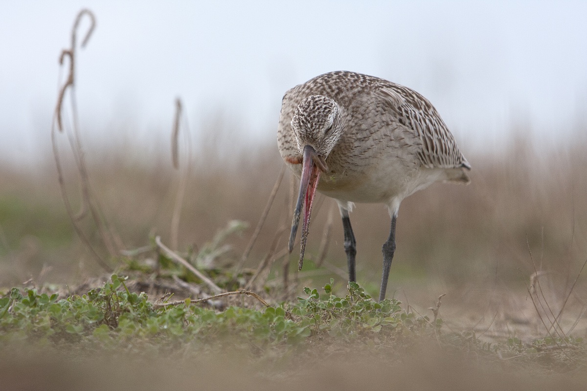 colazione della pittima
