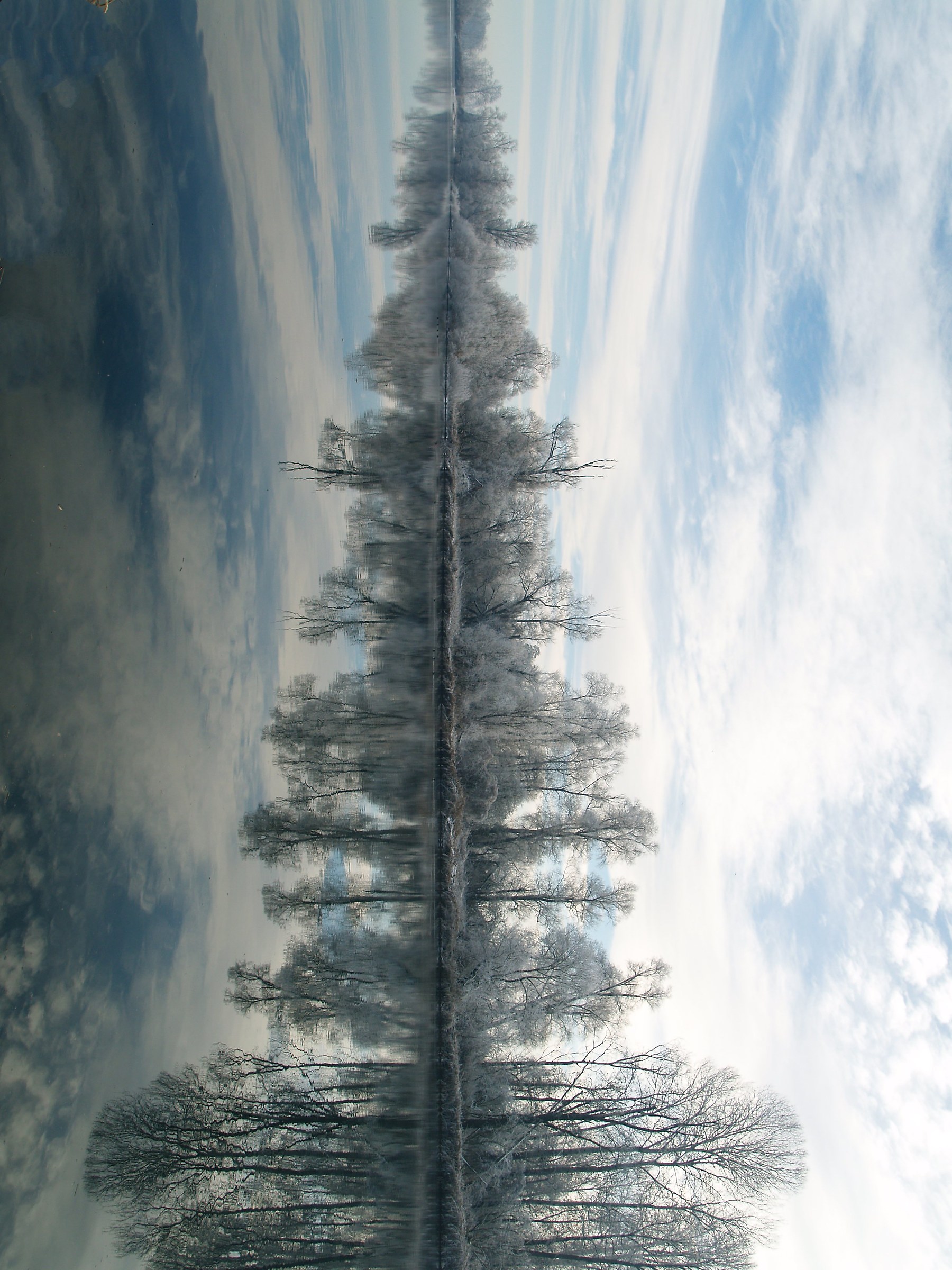 Tree dressed in winter or horizontal landscape?