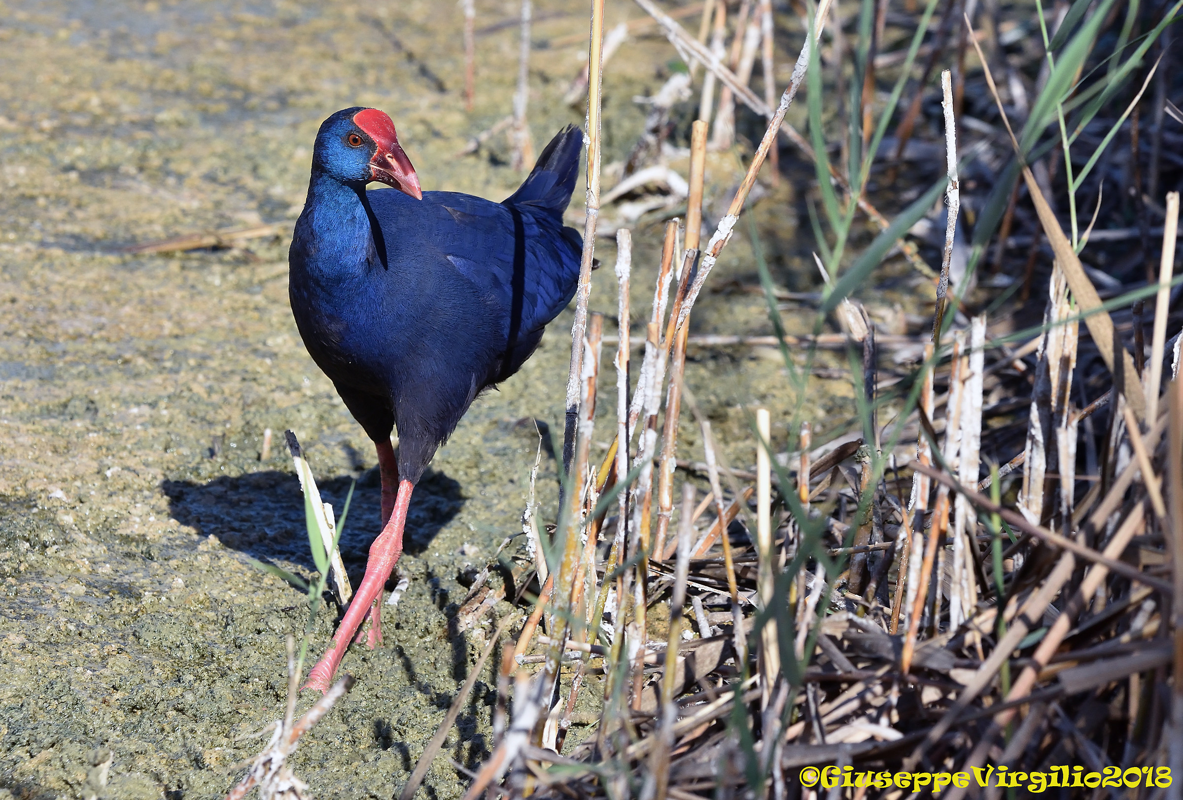 Pollo Sultano " Nord Sardegna " 2018