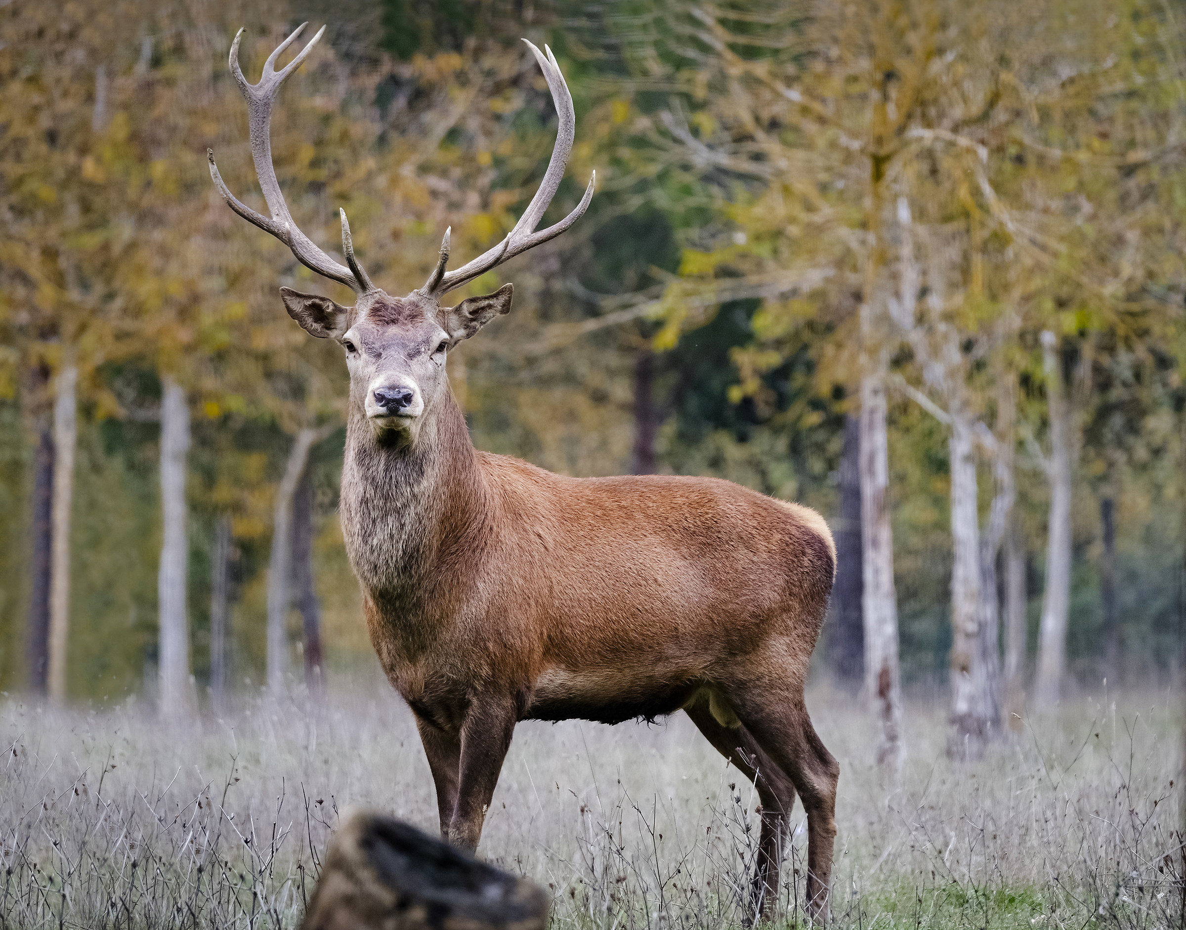 The king.Cervo Maschio