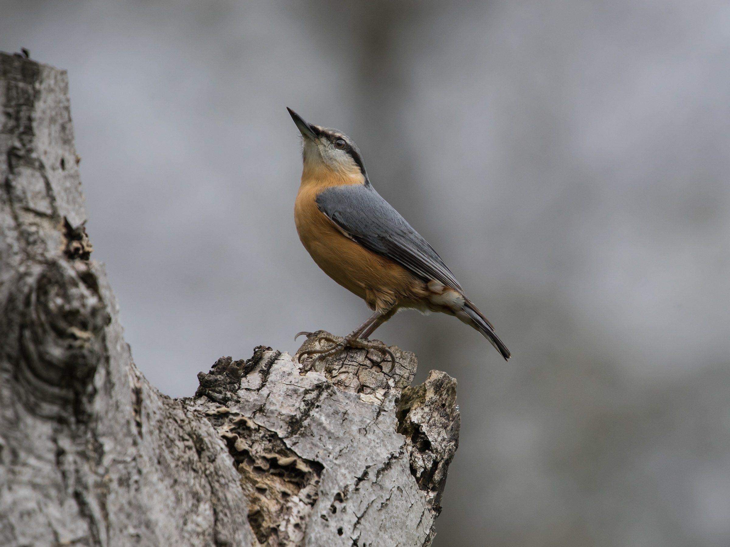 Nuthatch
