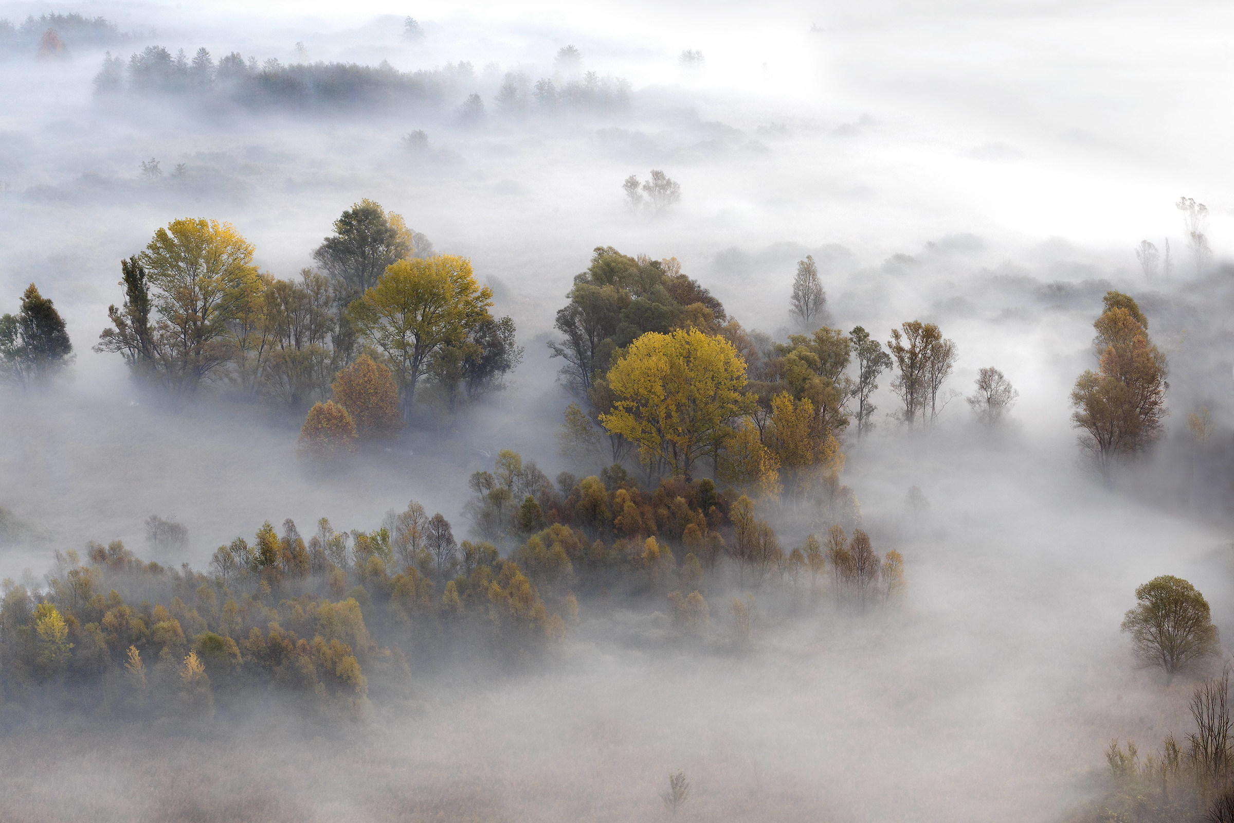 Misty Landscape