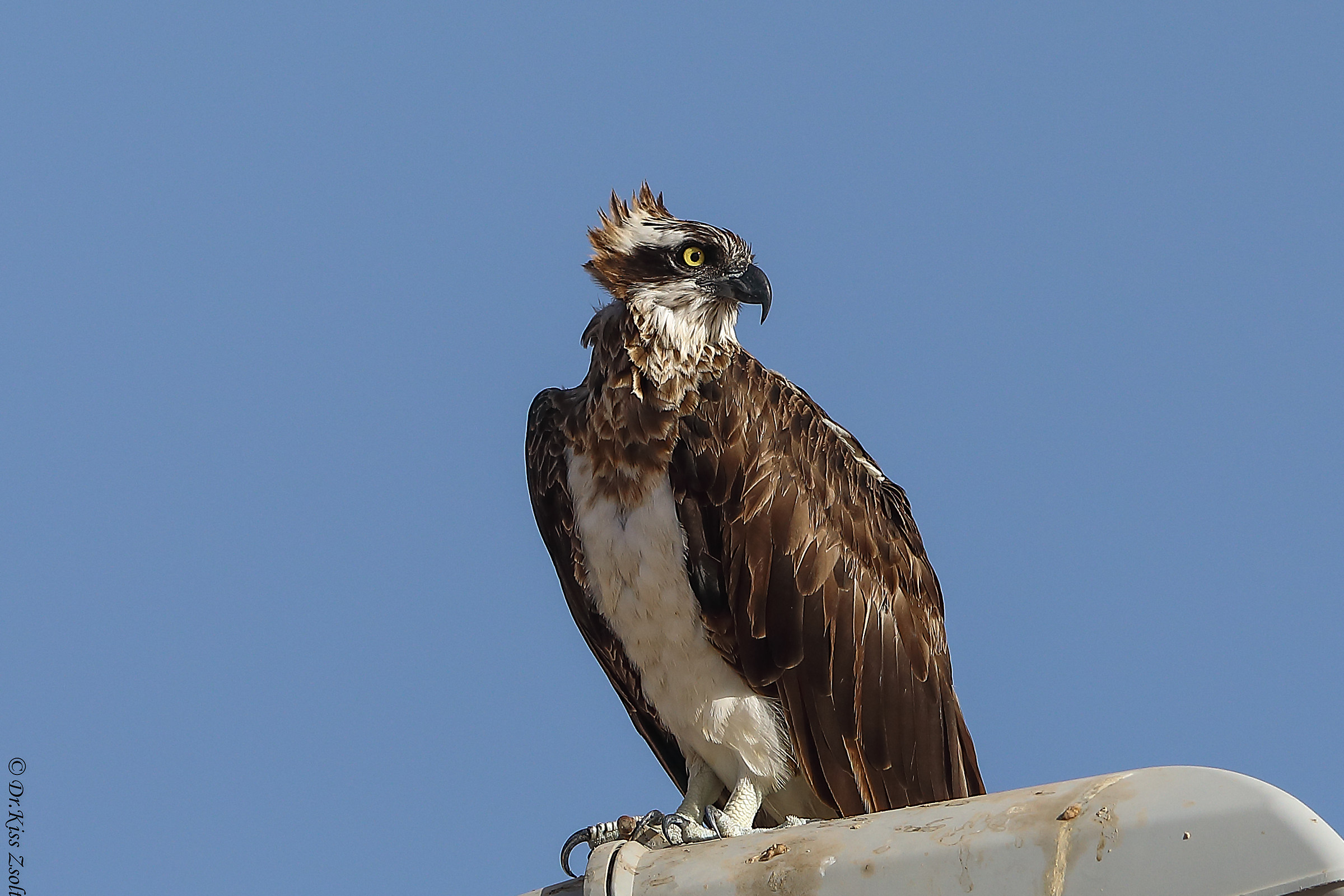 Osprey sulla lampada pubblica