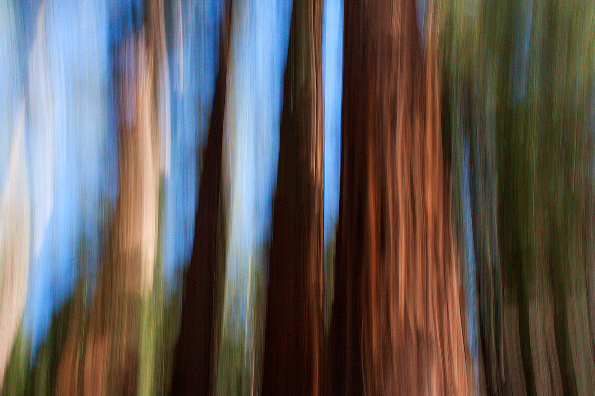 Yosemite giant sequoias