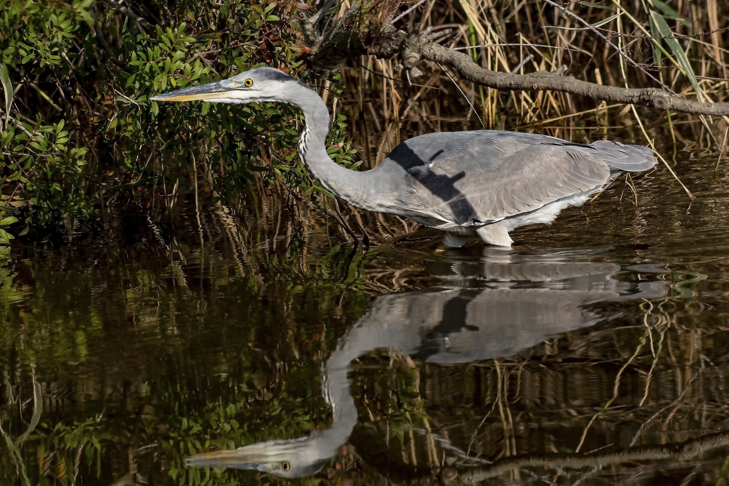Ardea cinerea